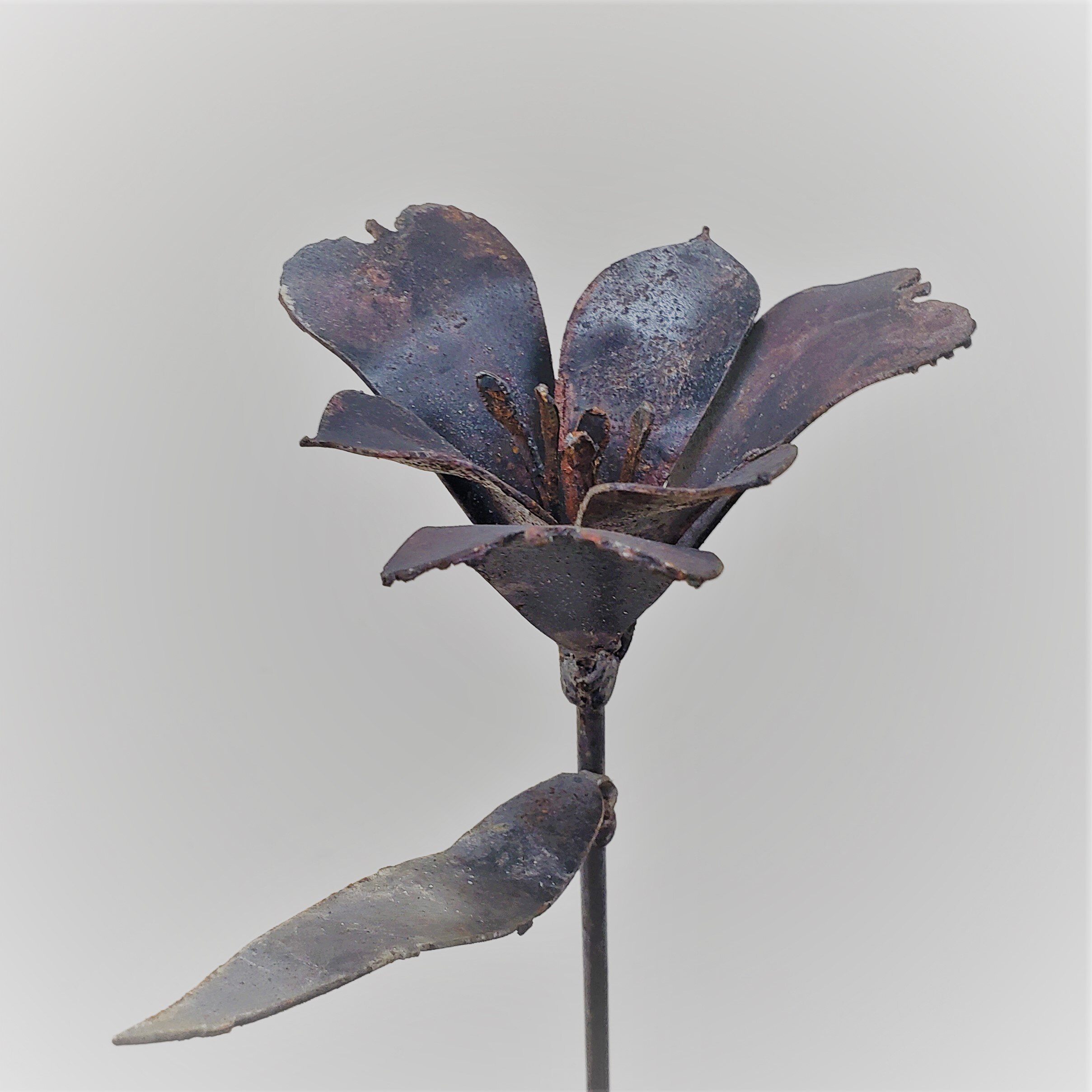 Steel Lily of the Inca (Alstroemeria) Kit