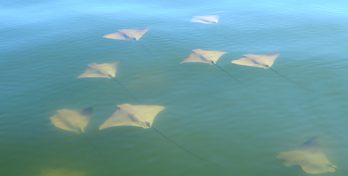 Cow Nose Rays