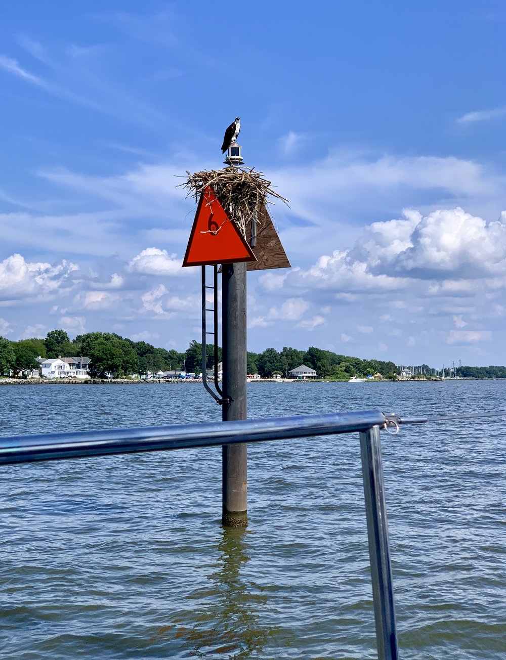 Osprey