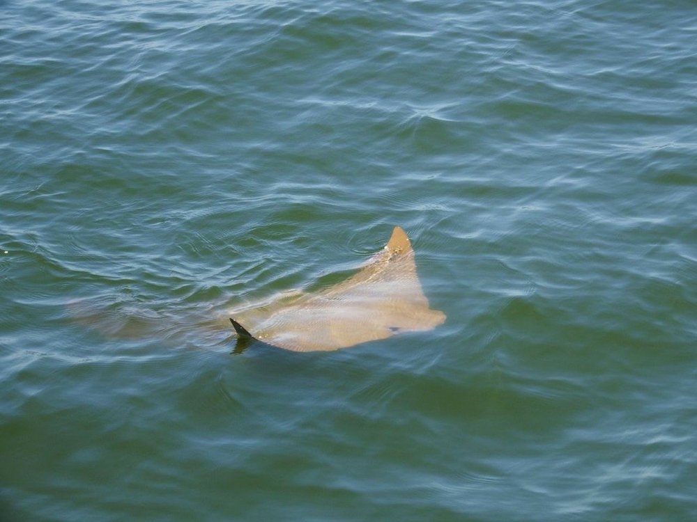 Cow-Nose Ray