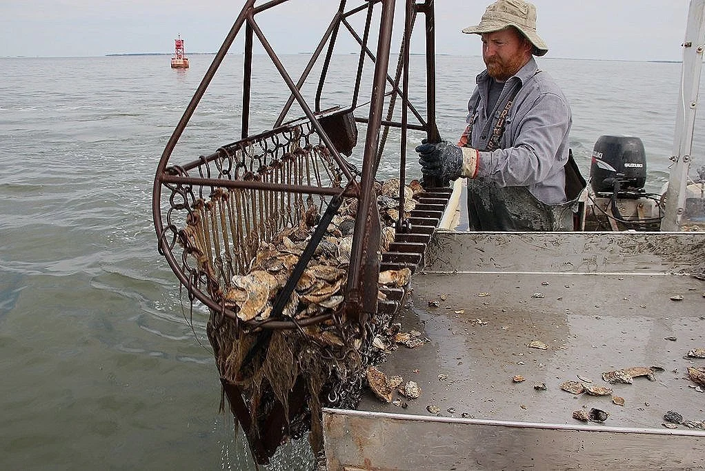Dredging for Oysters