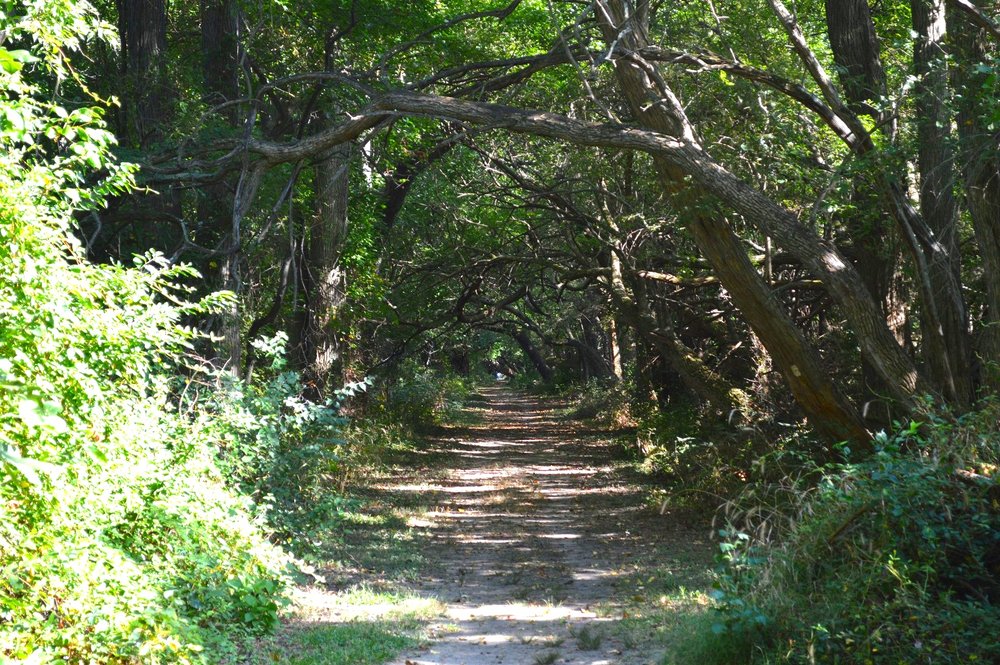 Wye Island Hiking Trail