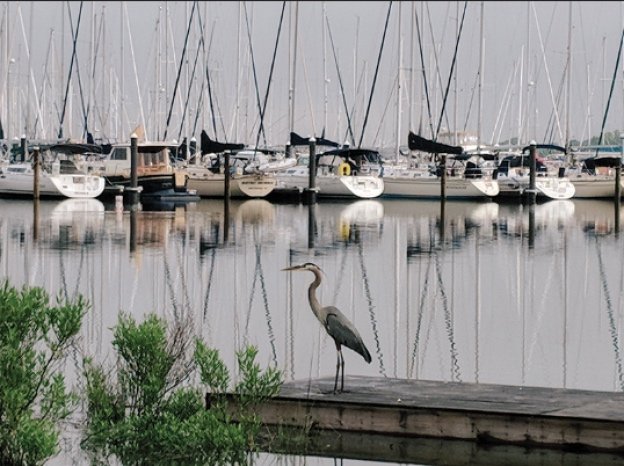 Heron on Dock in Swan Creek, Rock Hall