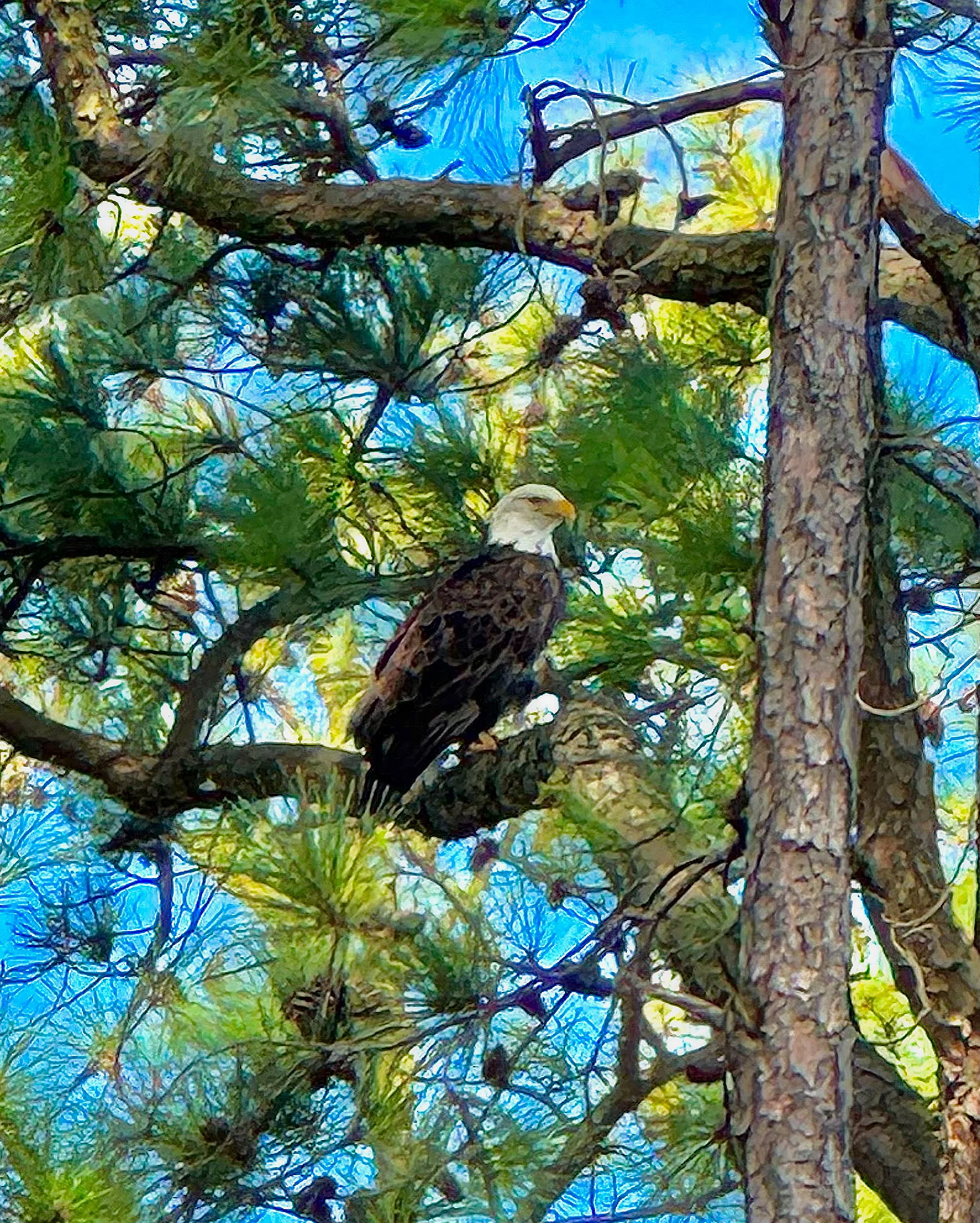 Eagle in Eastern Neck Wildlife Refuge