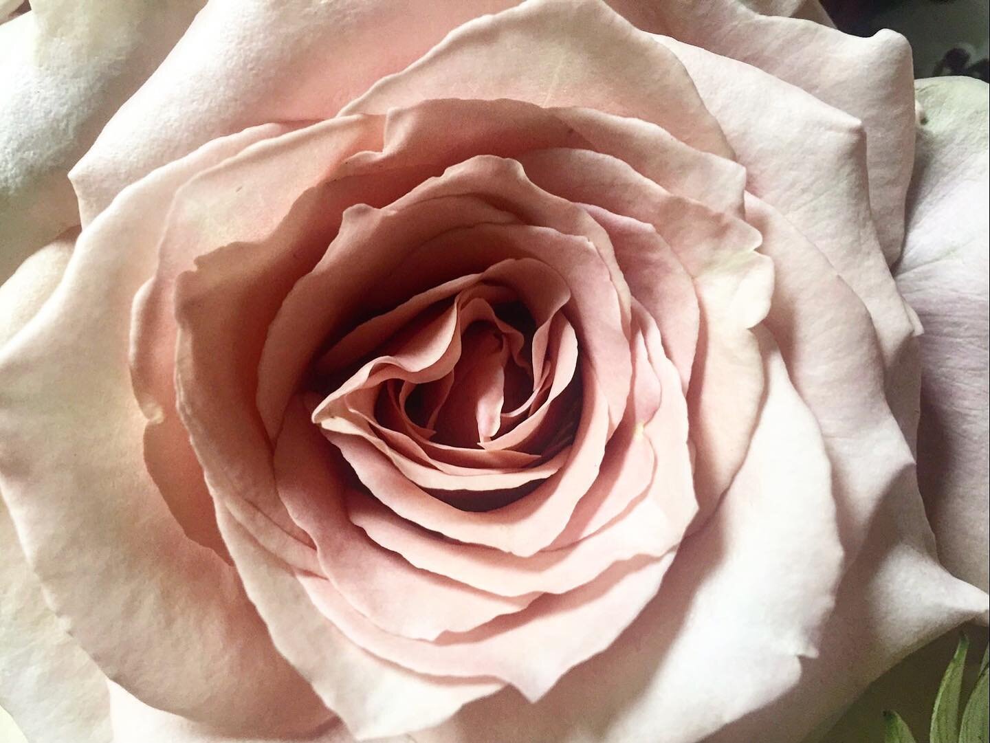 The perfection of one bloom
💗 Sending love 
#valentines #petalsandblooms #rose #closeup #prettylittlething #simplepleasures
