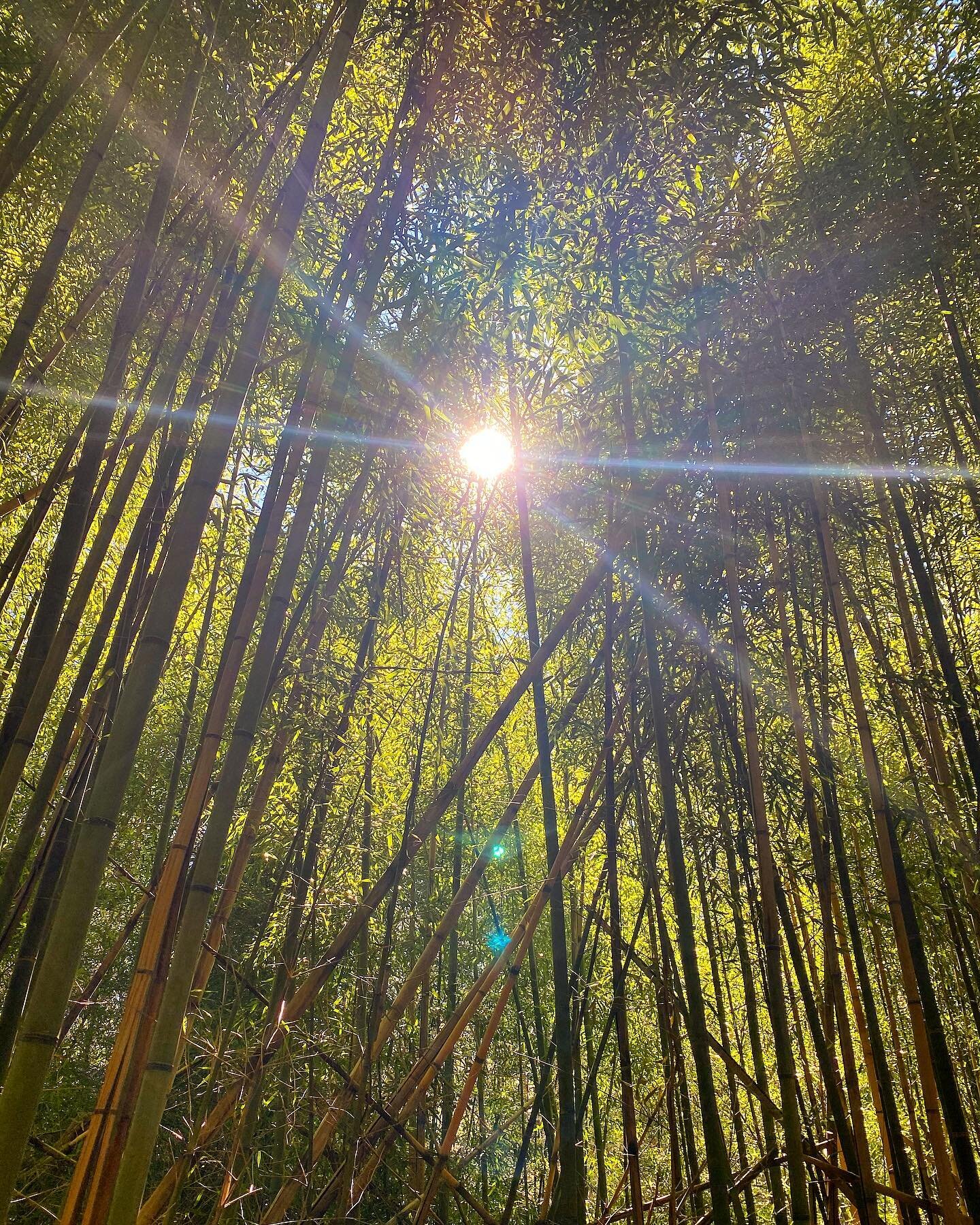 Bamboo forest #aov #chasinglight #mood #simplelife #om #liveauthentic #pursuepretty #lightandshadow #intheforest #avltoday #avlife #avl #wncphotographer