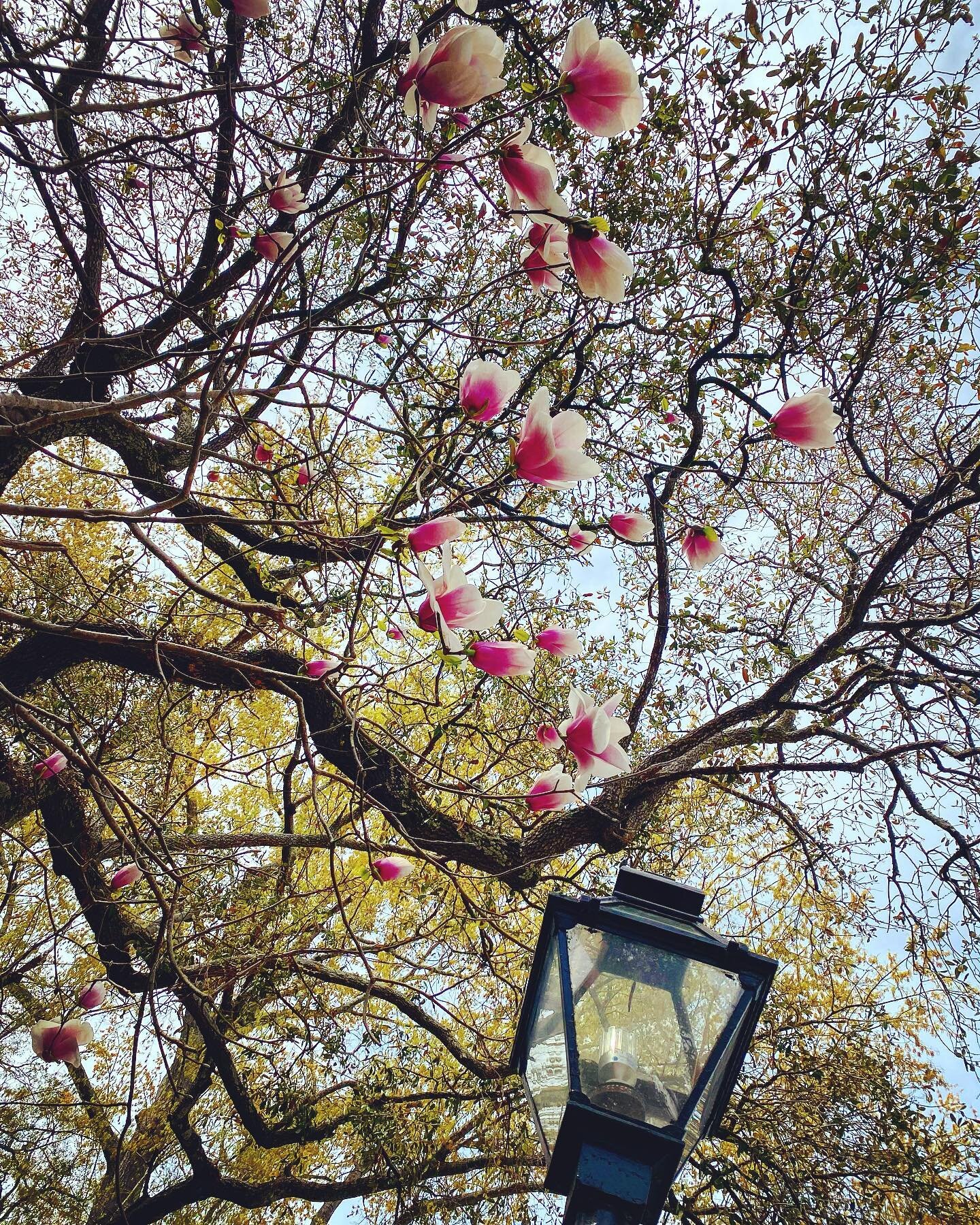 Tulip magnolia blooms for my bday #simplelife #prettylittlething #petalsandblooms #lookup #pursuepretty