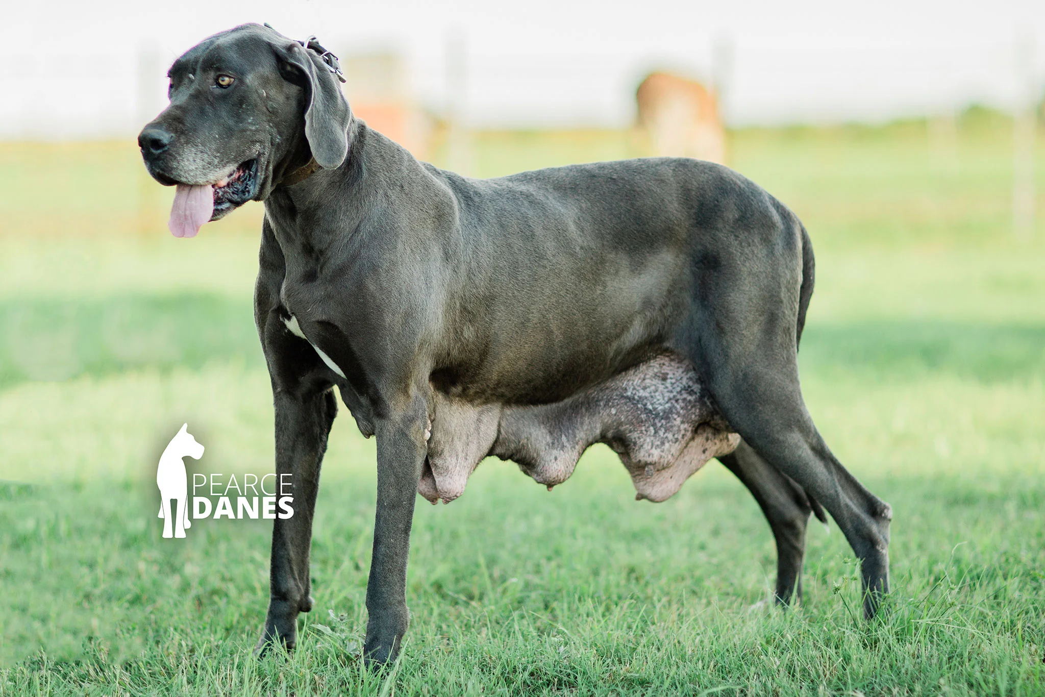 PearceDanes19_PLMolly_28077.jpg