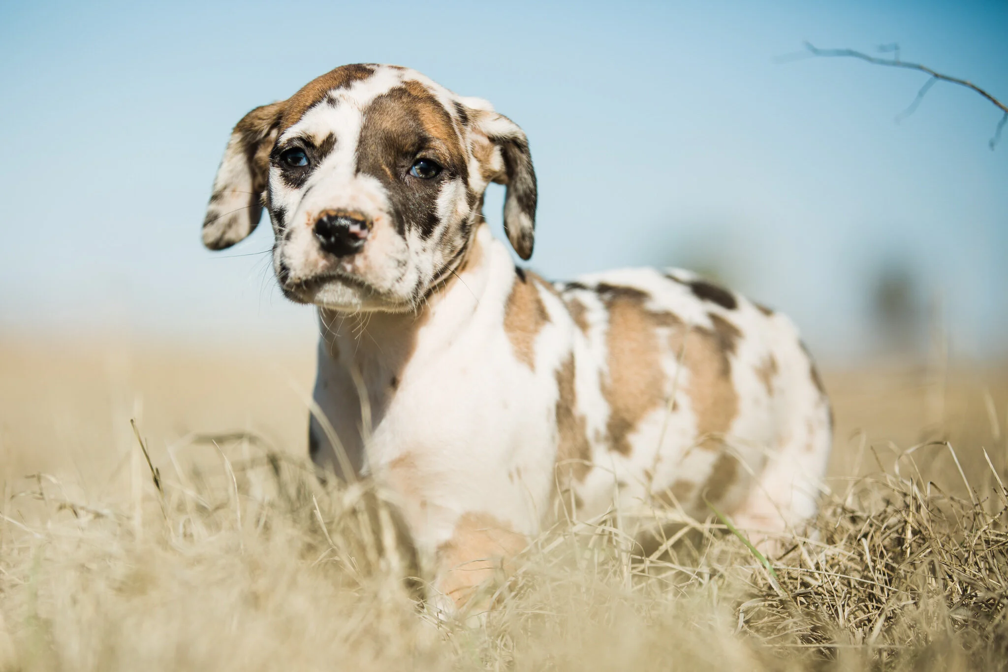 fawnequin great dane puppies
