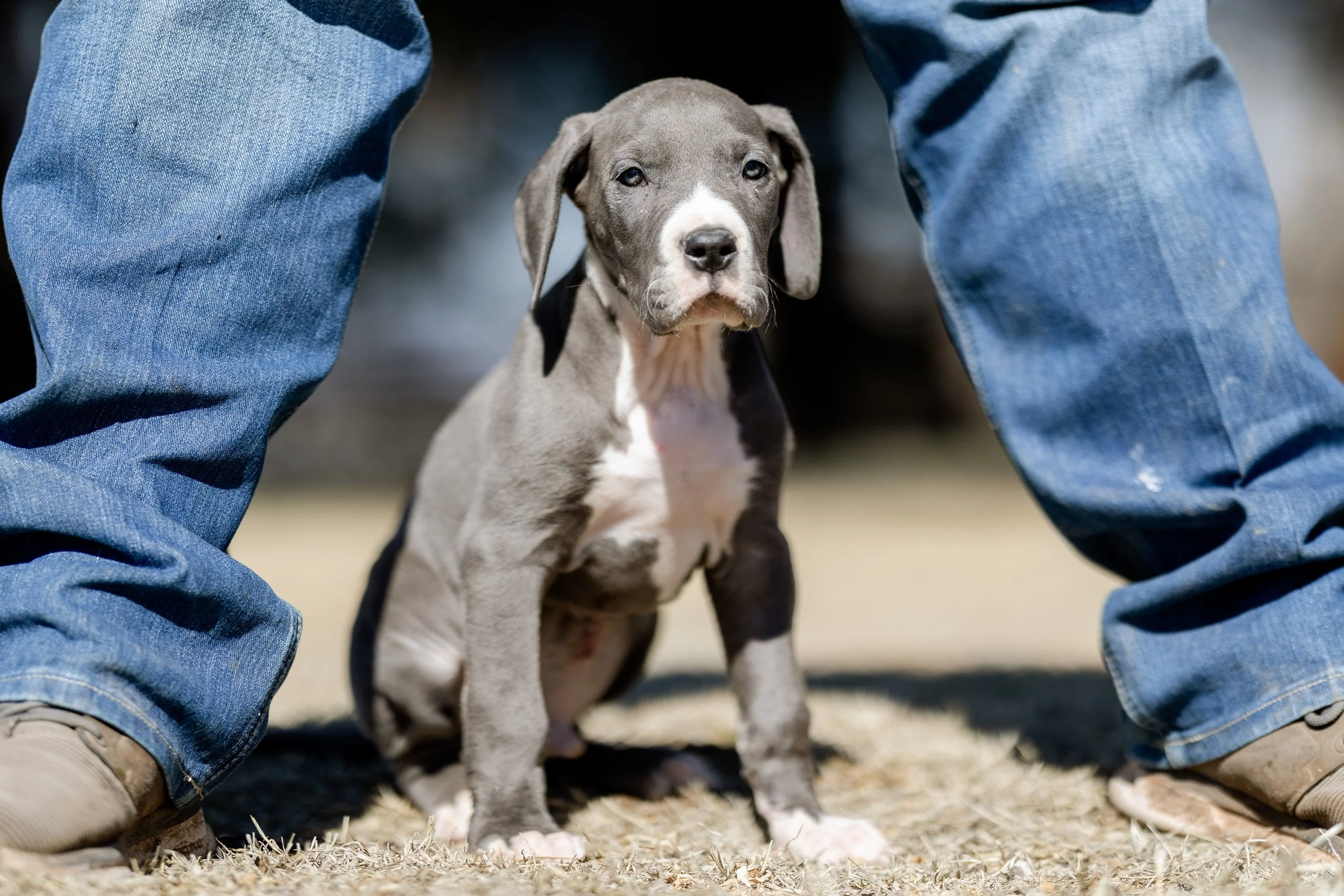 Best great dane and pit mix Deals Black Friday