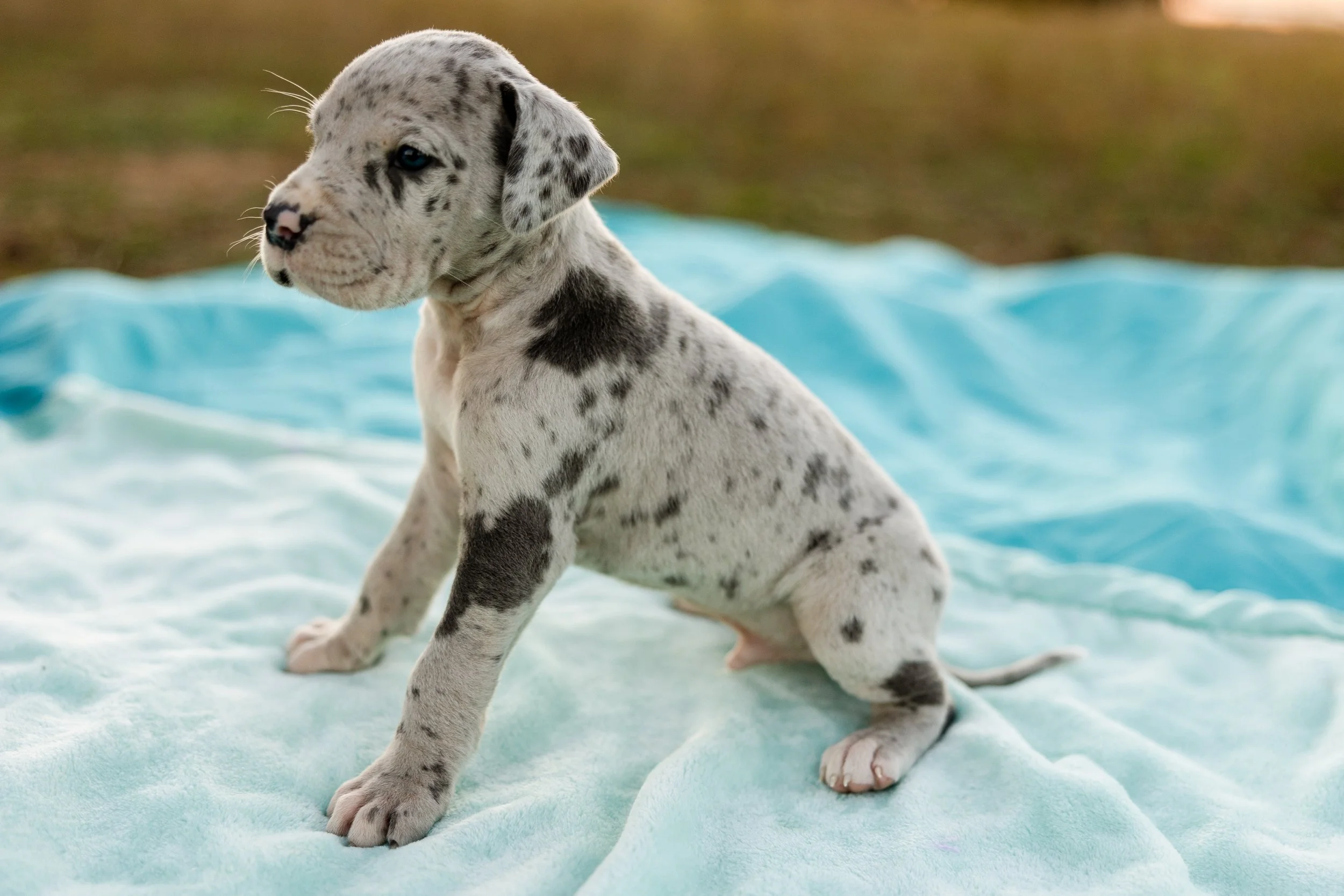 Blue Fawn Merle Great Fawn Great Danes For Sale Puppy Harlequin