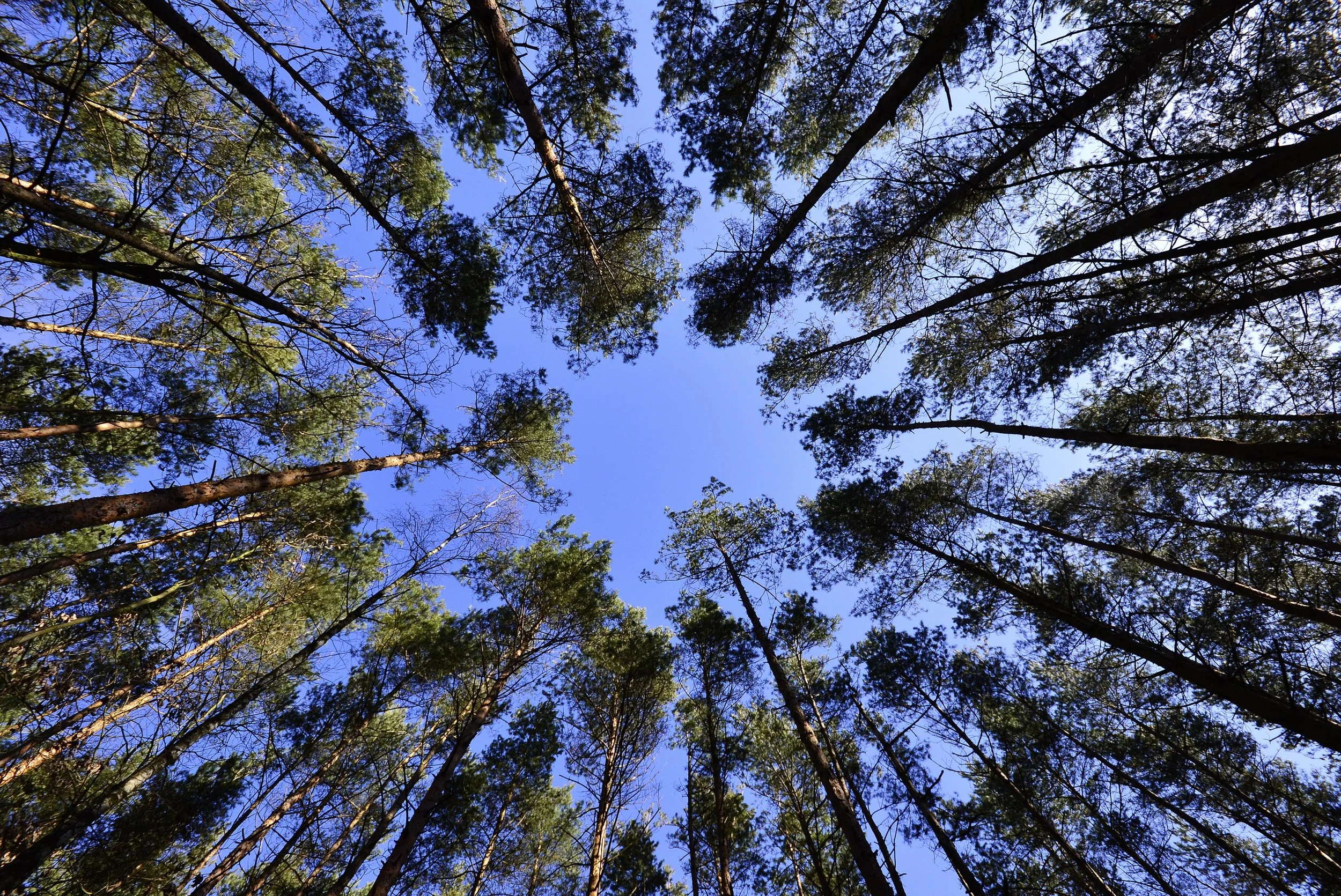 forests-sky-foliage-from-the-bottom-of-the-62301.jpeg
