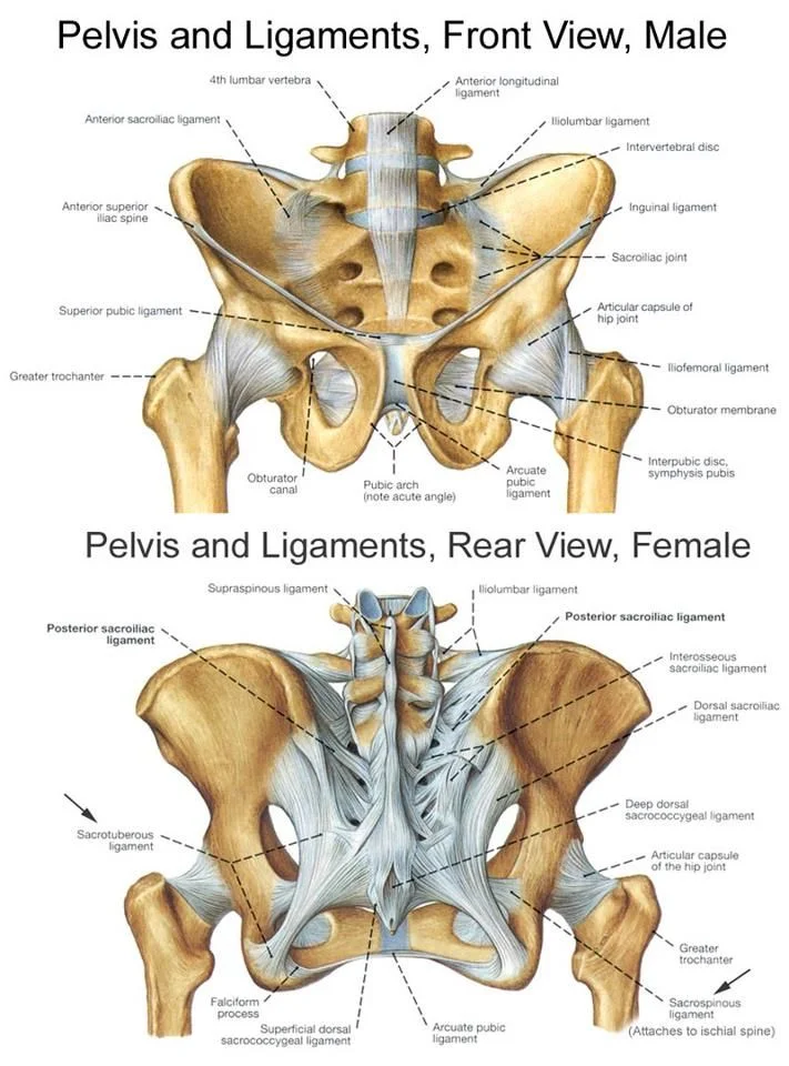 pelvic ligs.jpg