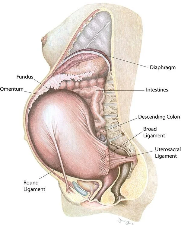 round ligament.jpg