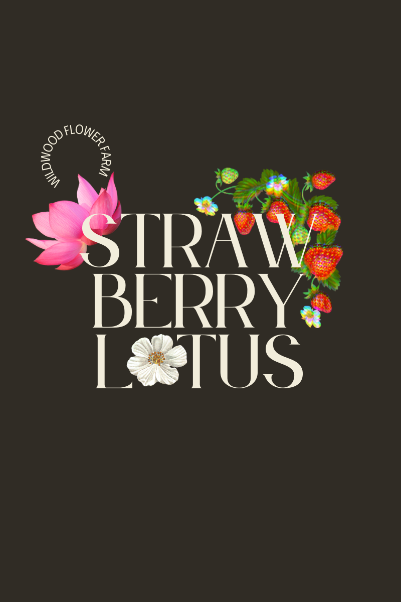 High Dive: Strawberry Lotus 