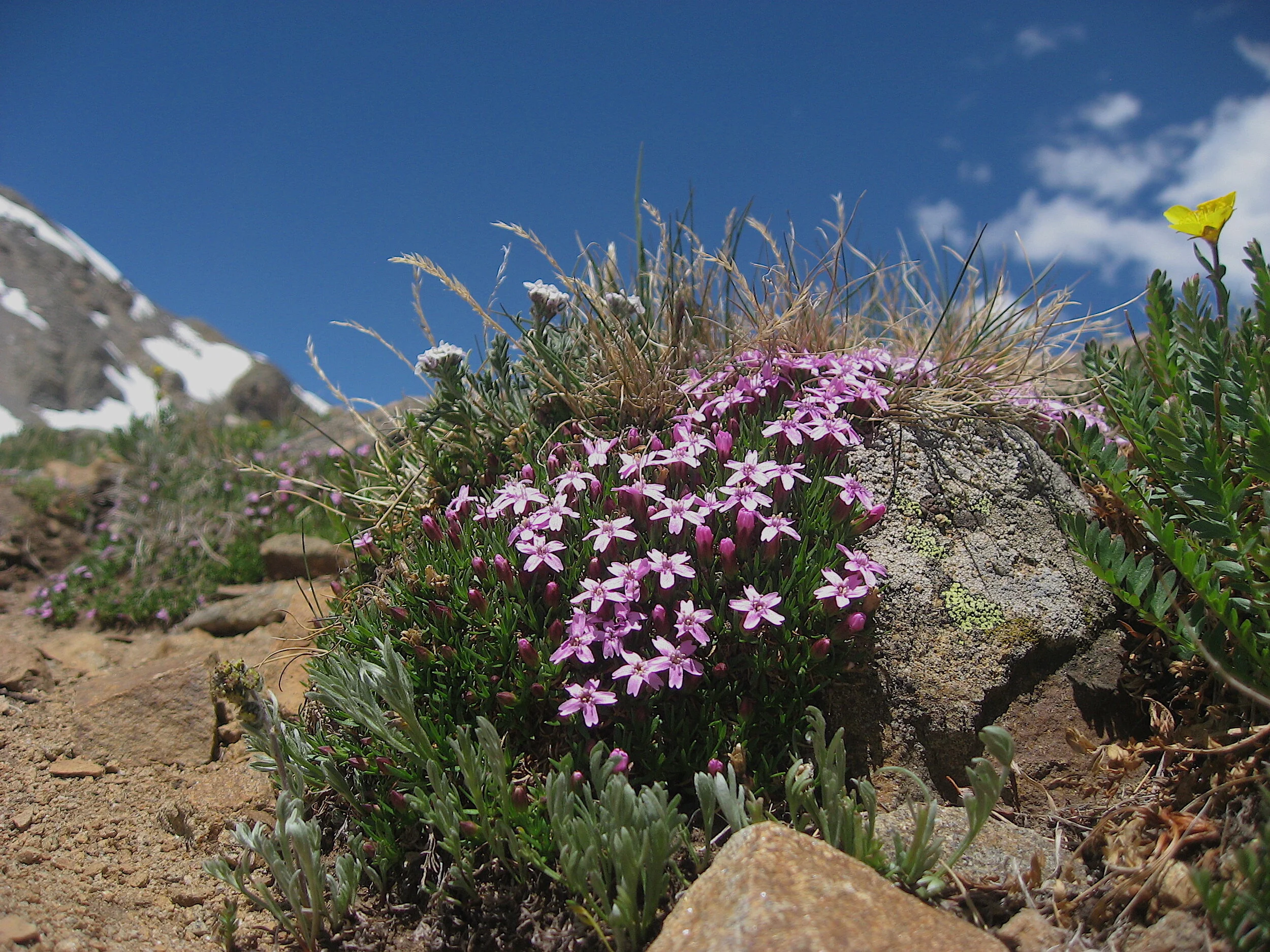 Quarantine cocktail: Gold Rush