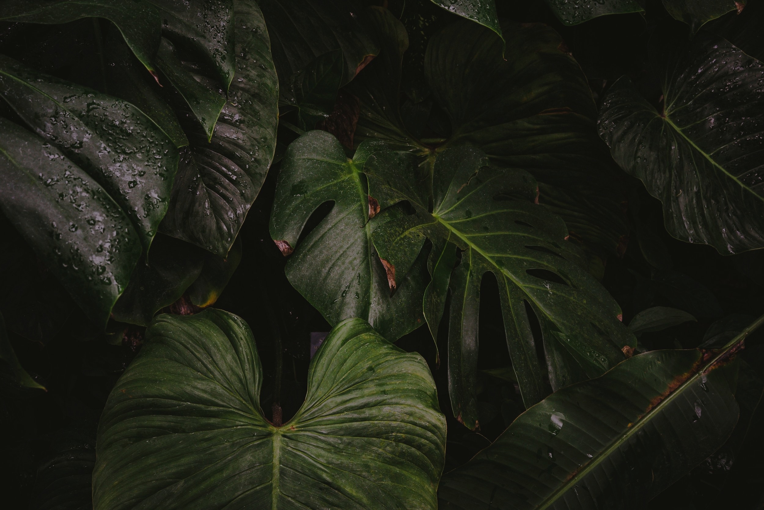 johannes-hofmann-536091-unsplash.jpg