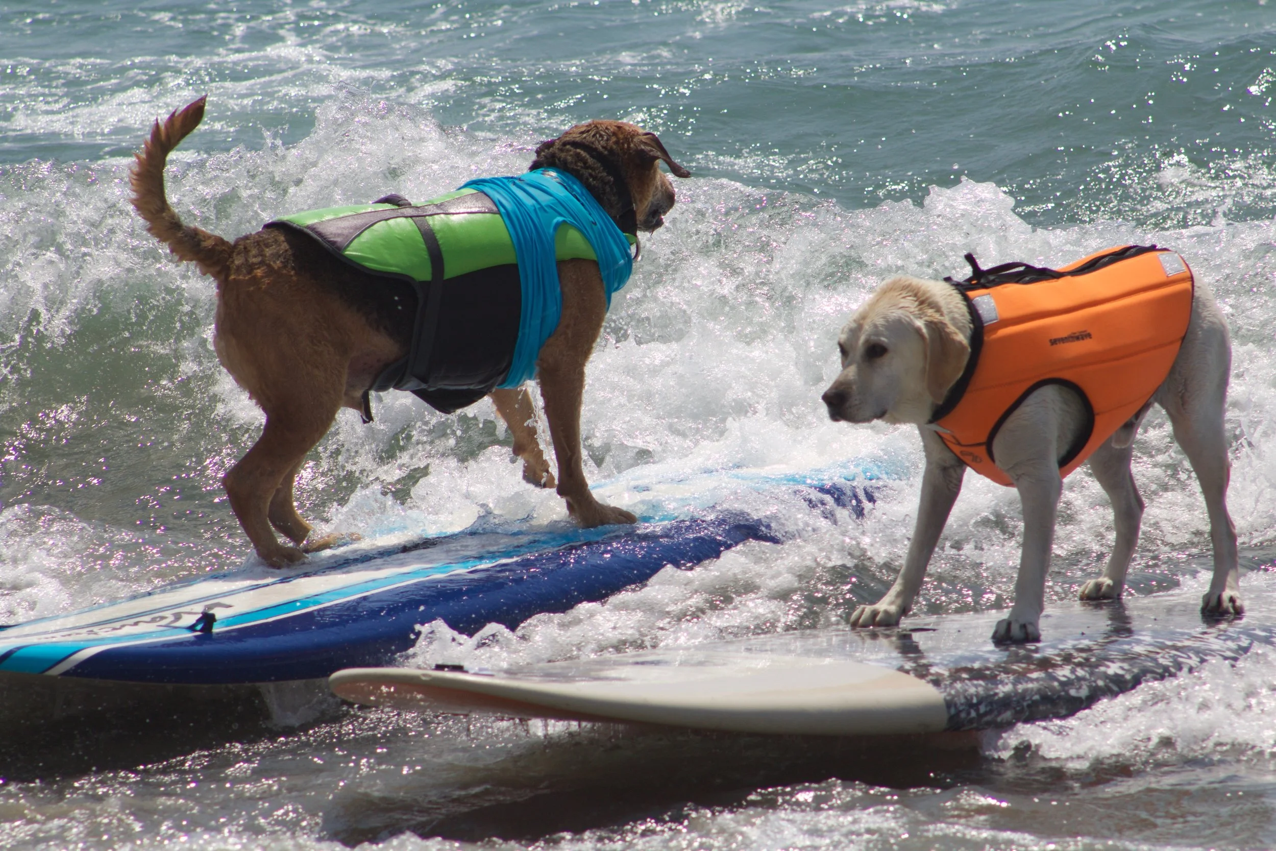 Backwards Beezel and Haole Boy Imperial Beach Surf Dog.jpg