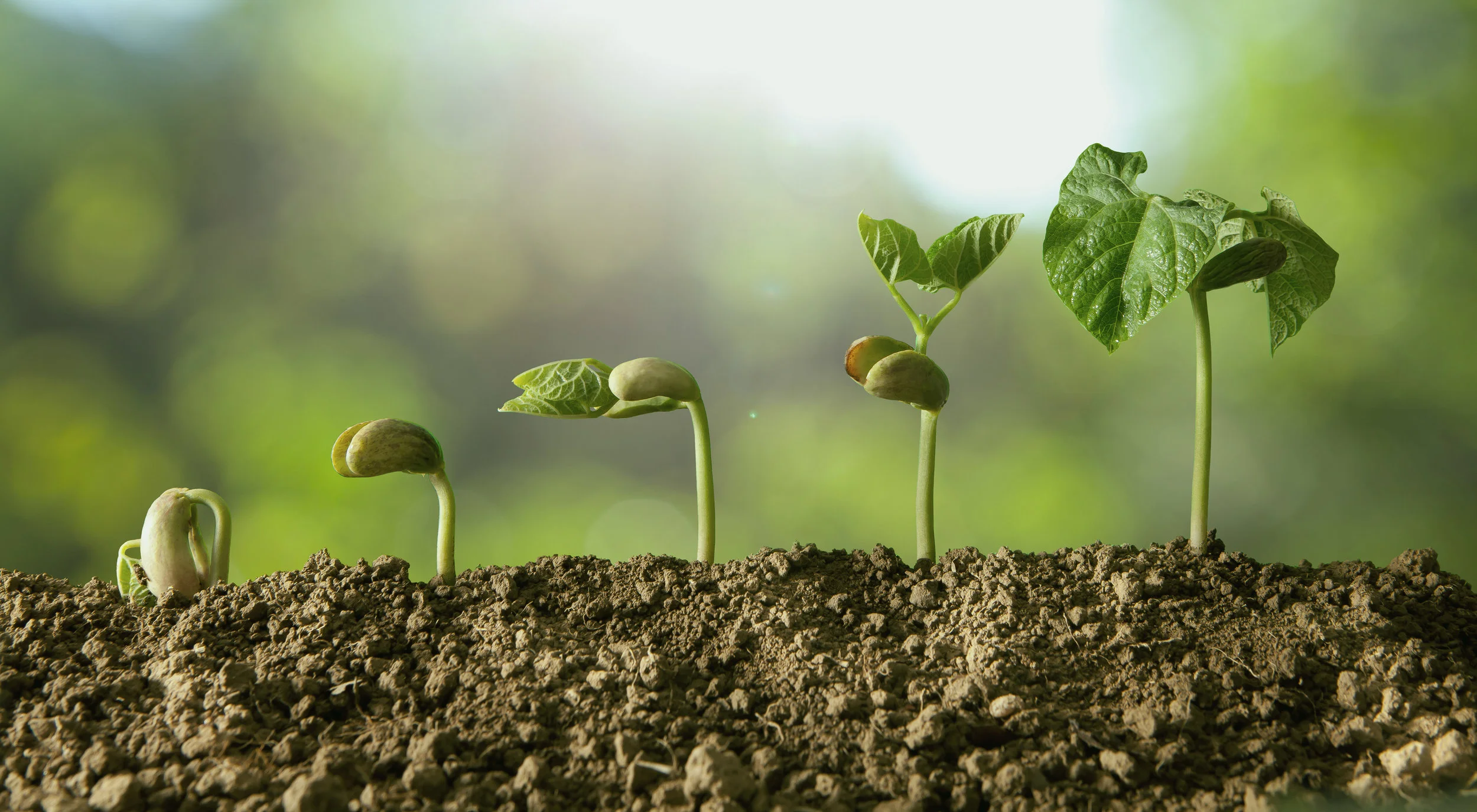 Seedlings2.jpg