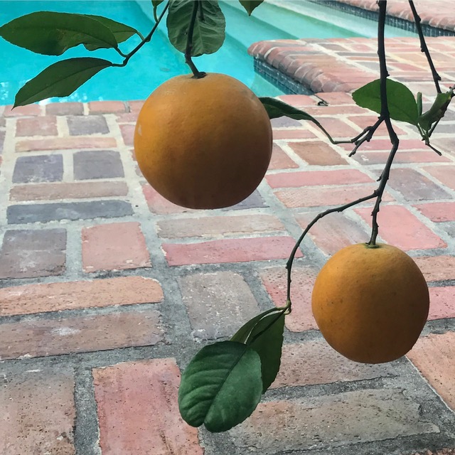 Oranges in Houston