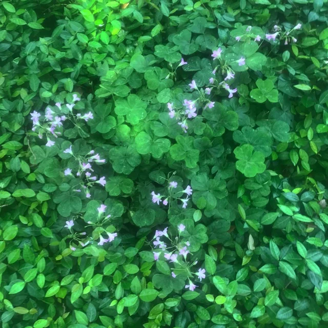 Green - color of the year!