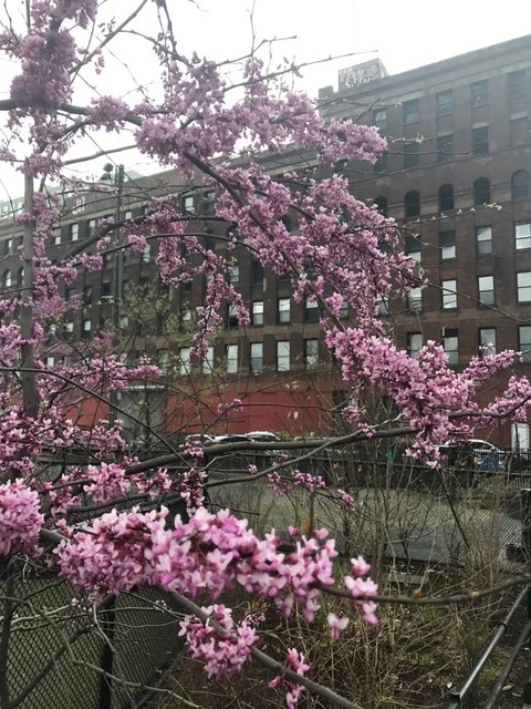 Blooming in Dumbo
