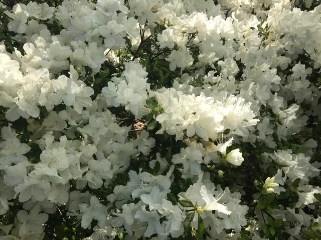Who doesn't love Azaleas.