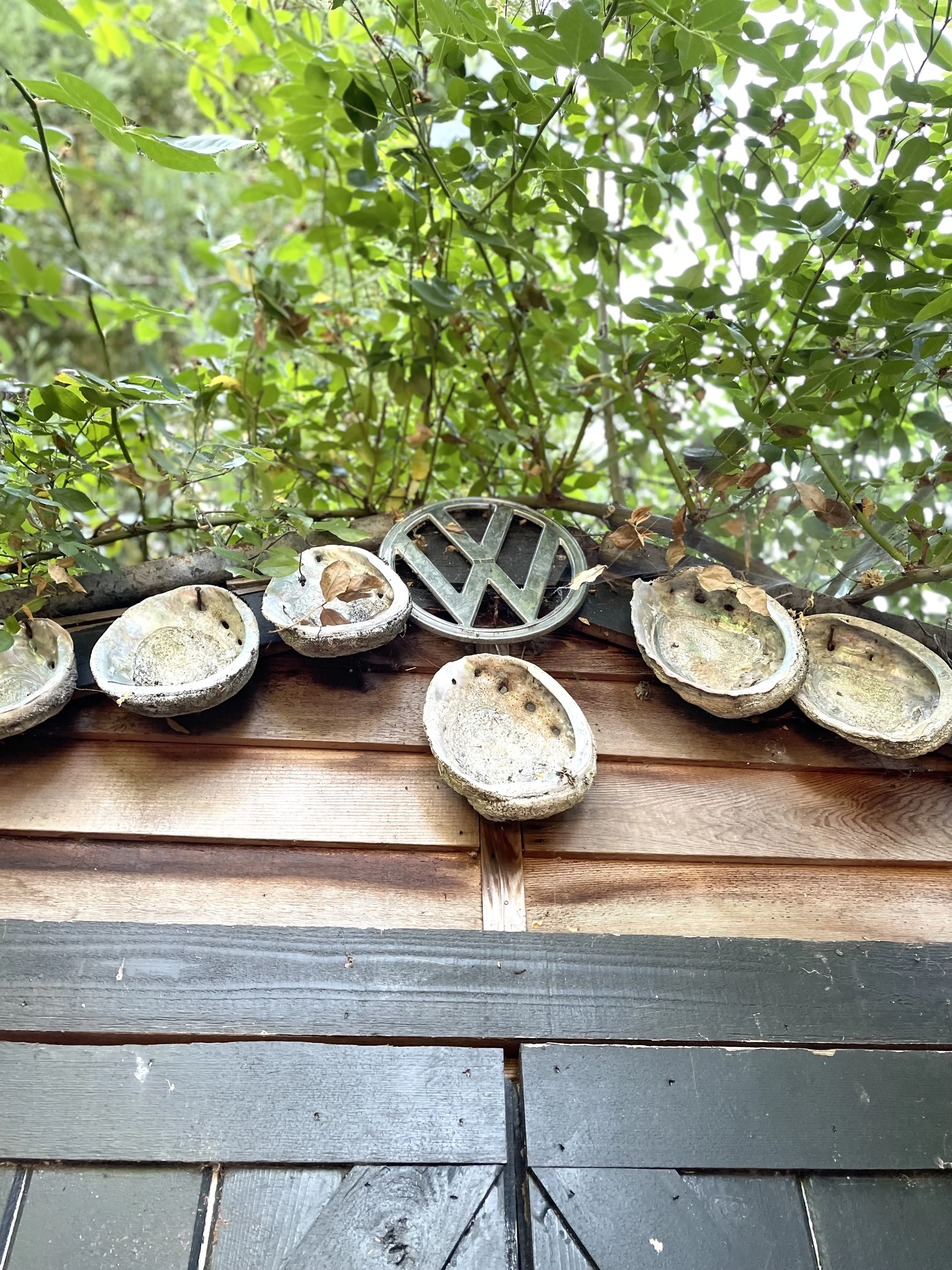 PHOTO time - vw shells - IMG_0303.JPG