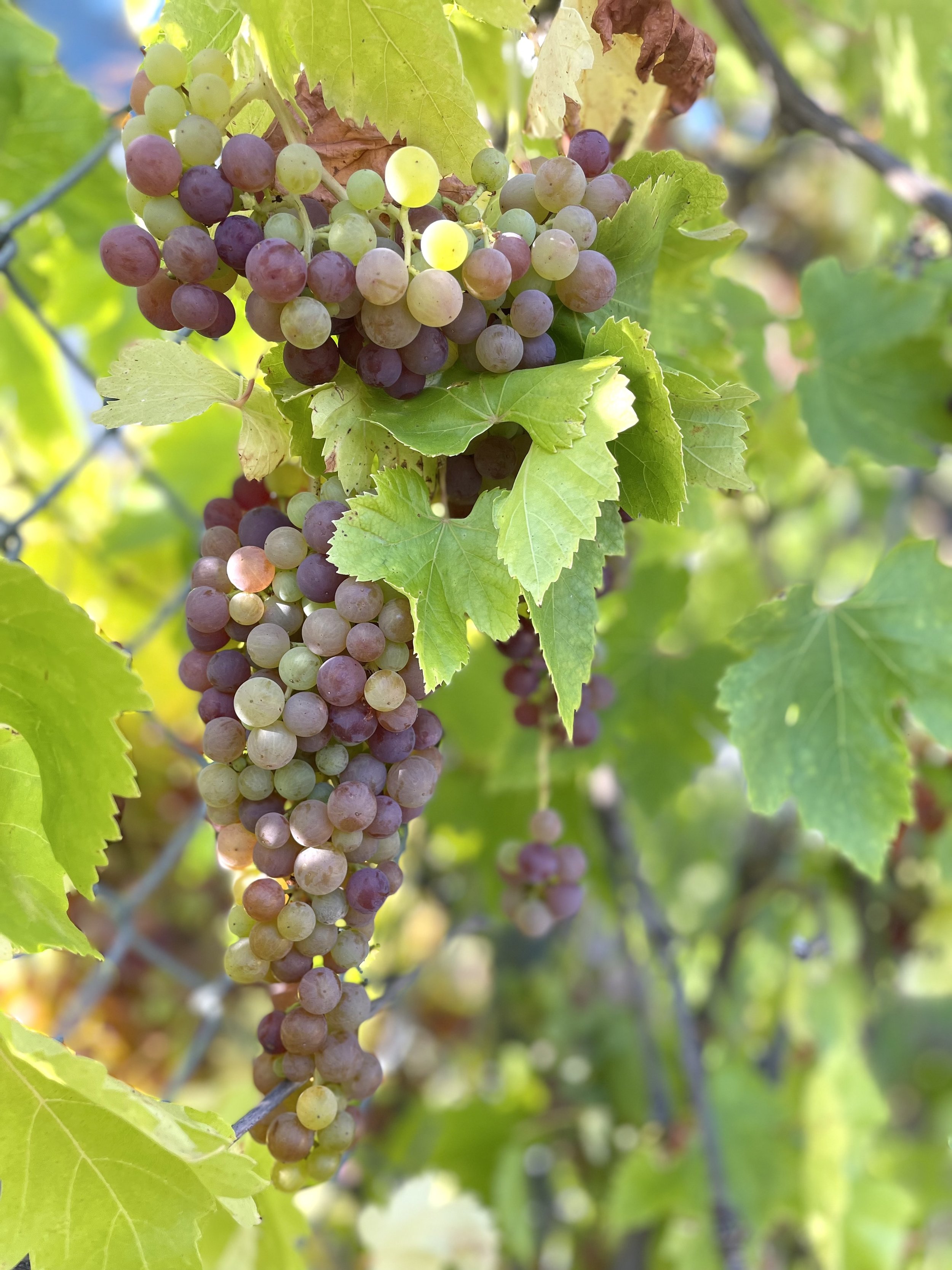 share: grapes (July 17)