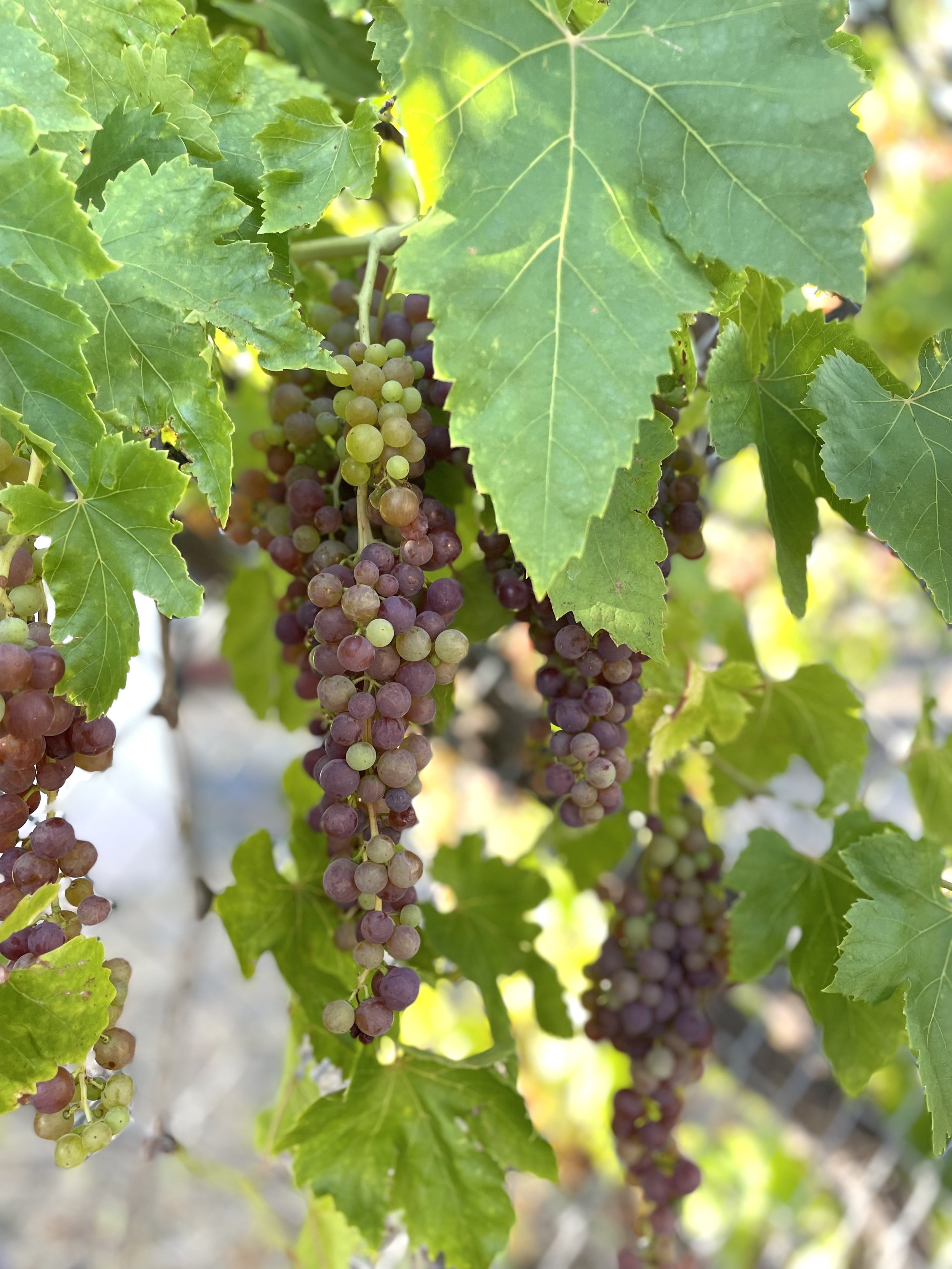 share: grapes (July 17)