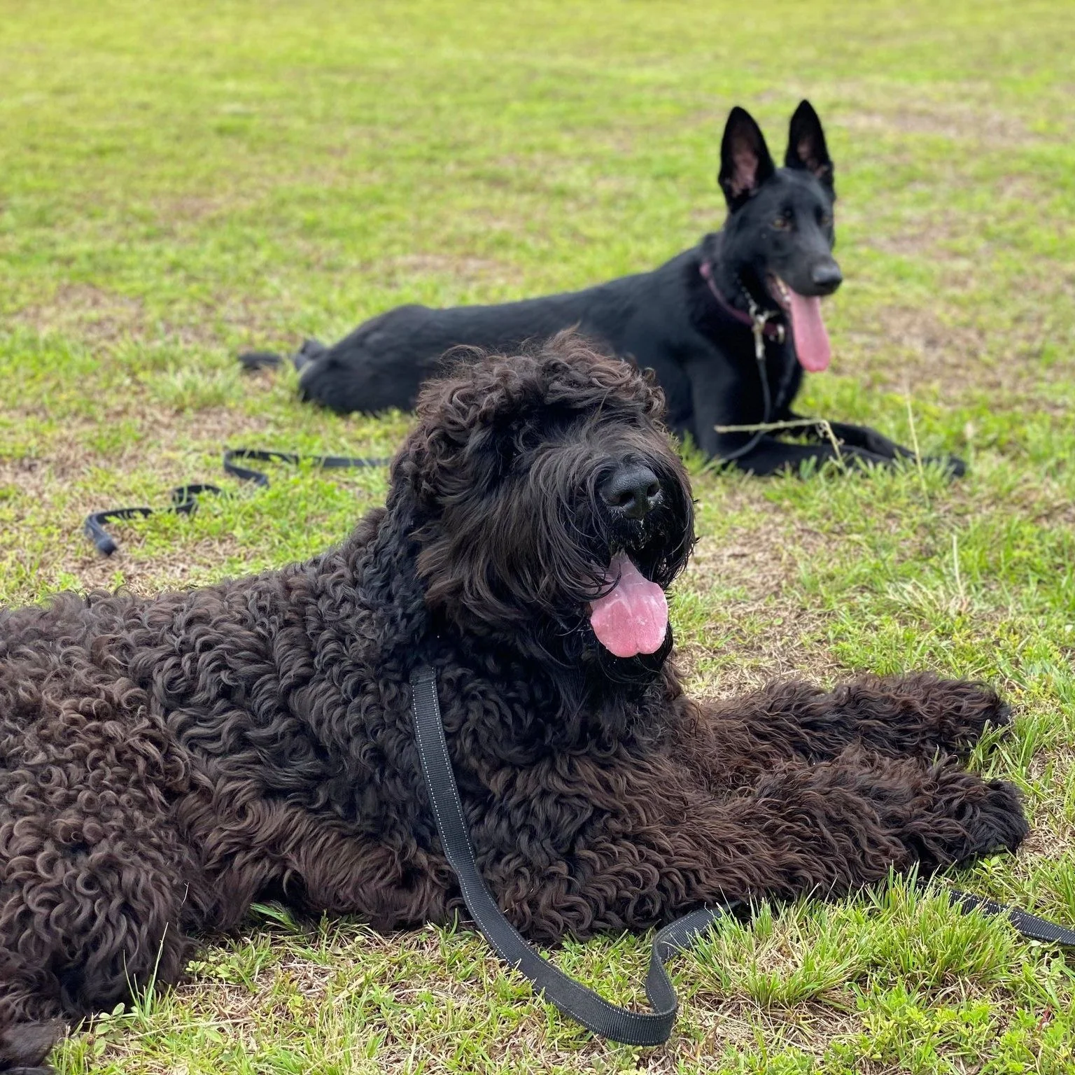 Bold City K9 Bold City K9 Dog Training Jacksonville, FL