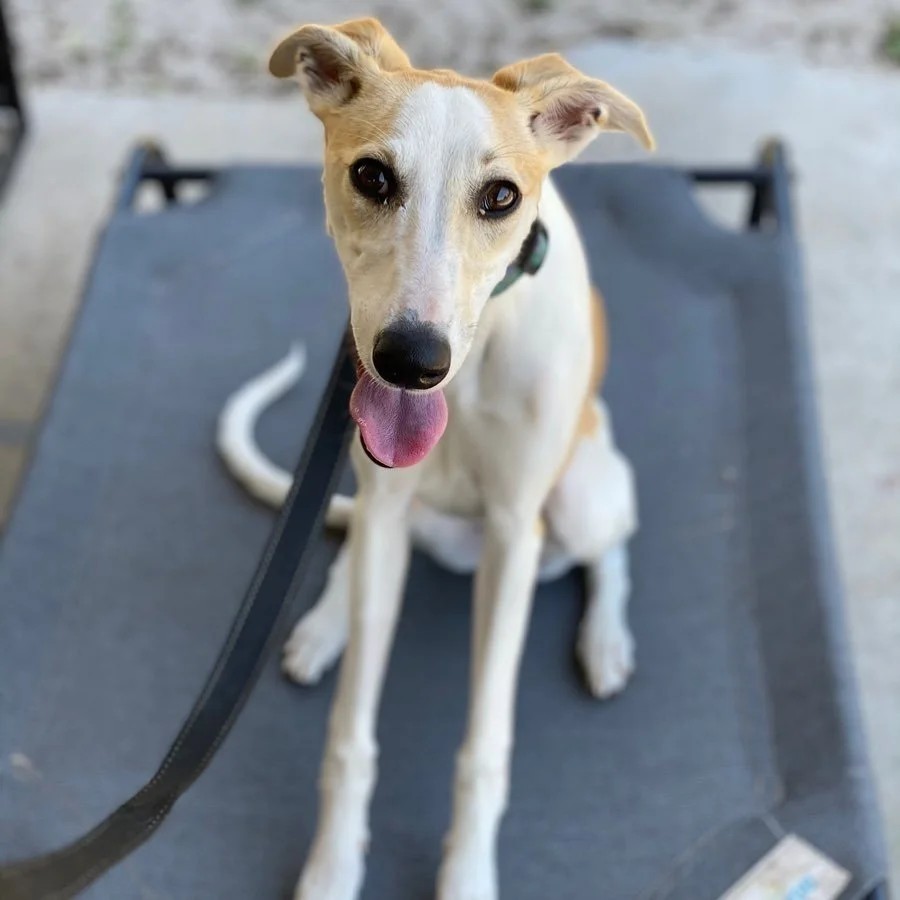 Bold City K9 Dog Training Jacksonville, FL