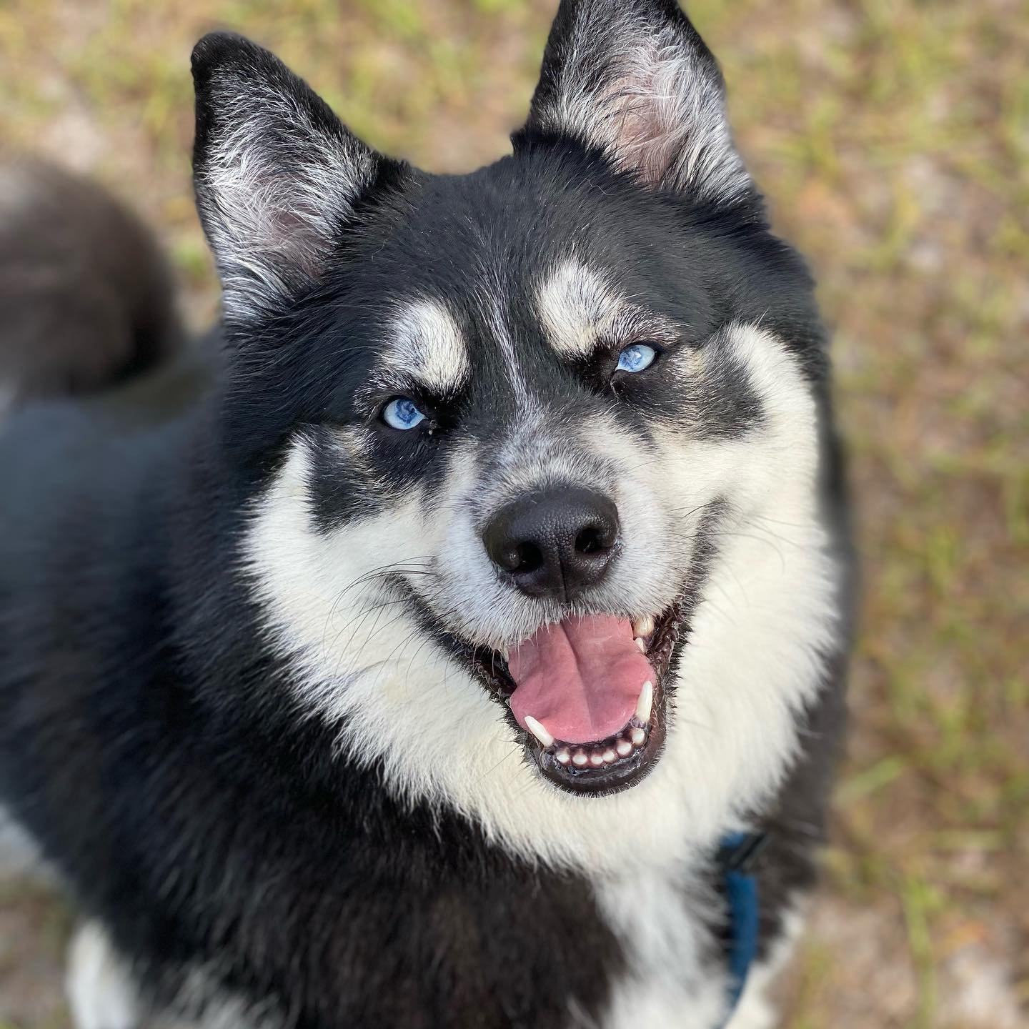 Dog Boarding & Training Jax Dog Trainers — Bold City K9 A better