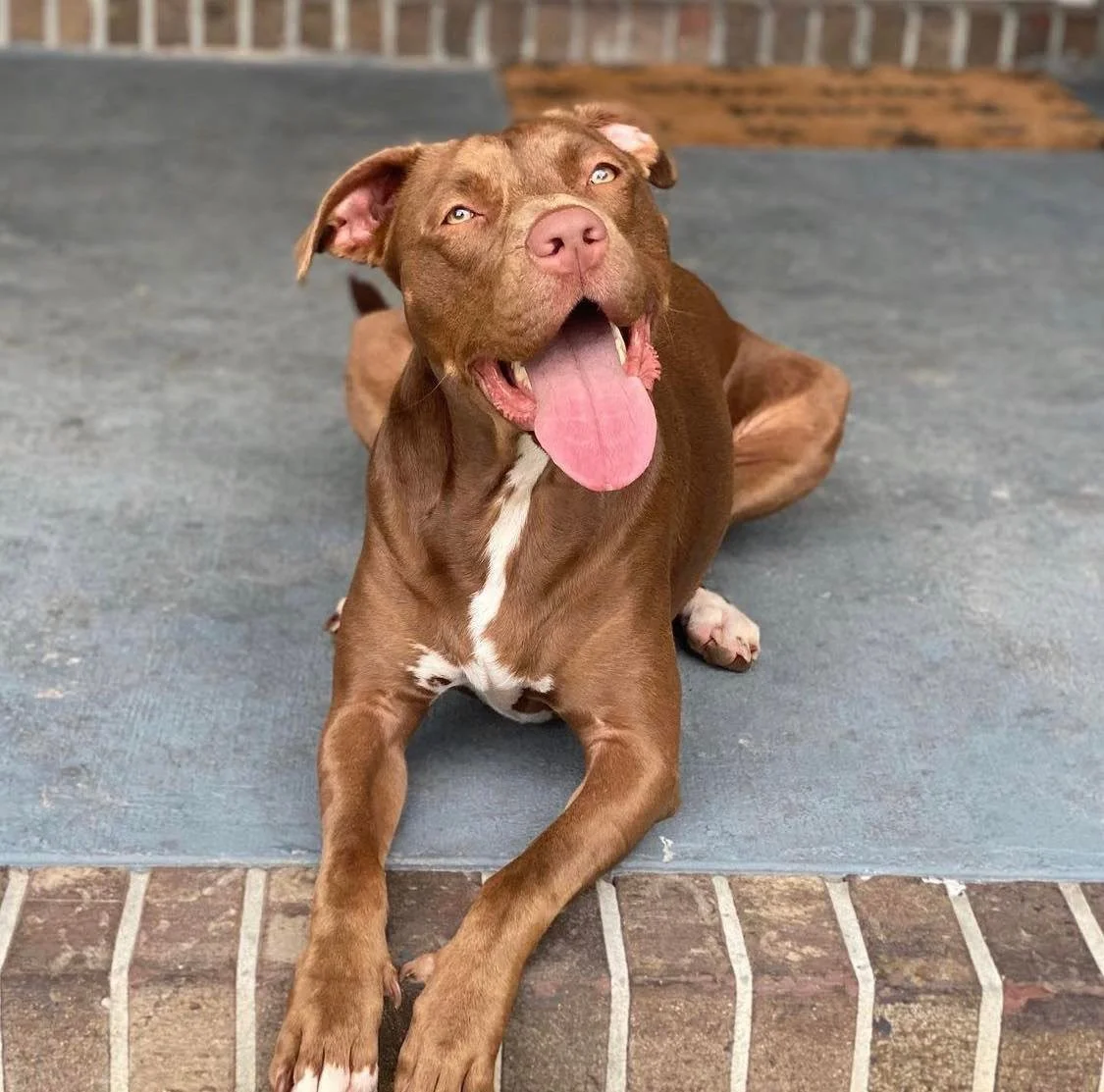 Dog Boarding & Training Jax Dog Trainers — Bold City K9 A better