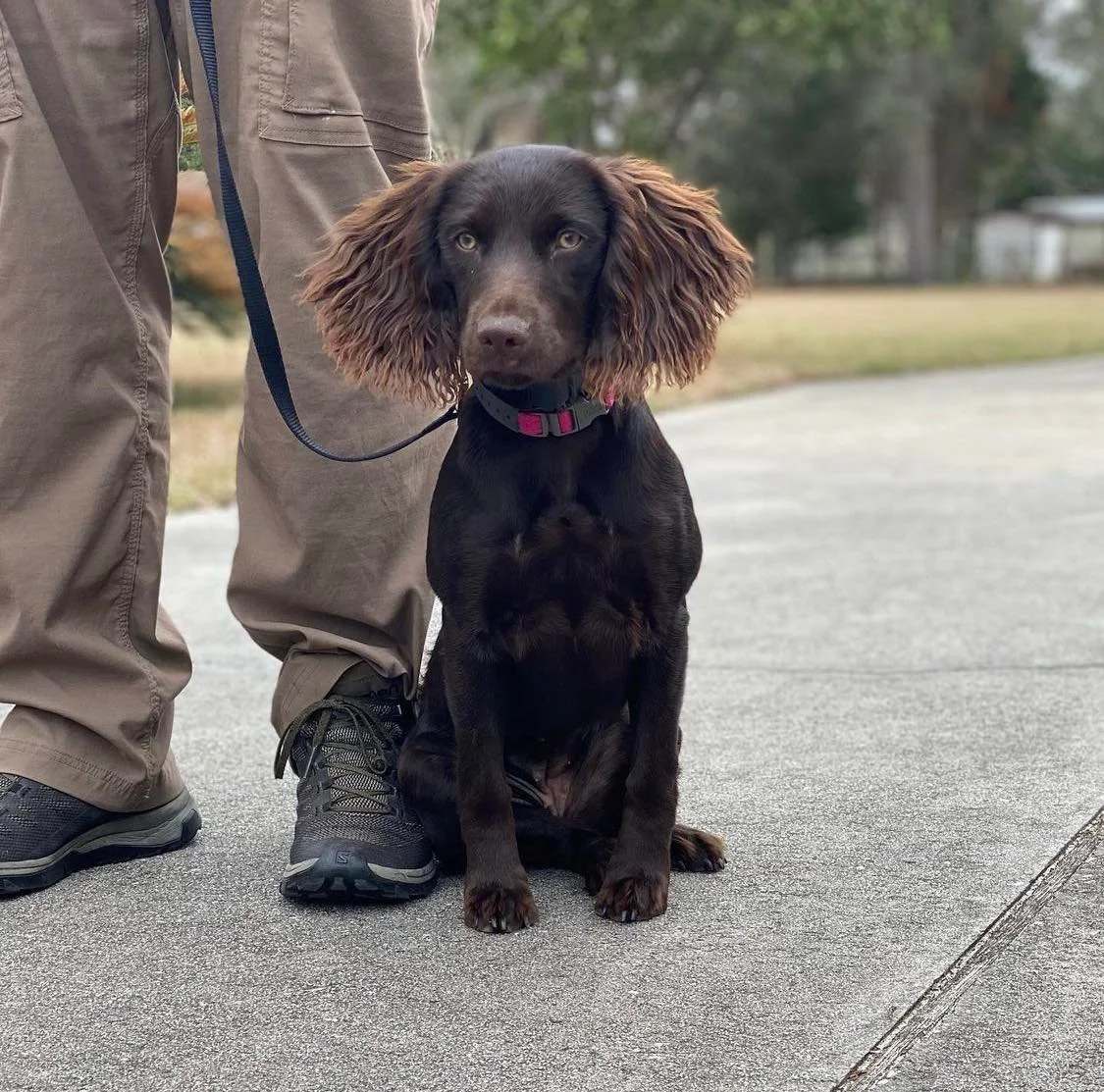 Dog Boarding & Training Jax Dog Trainers — Bold City K9 A better