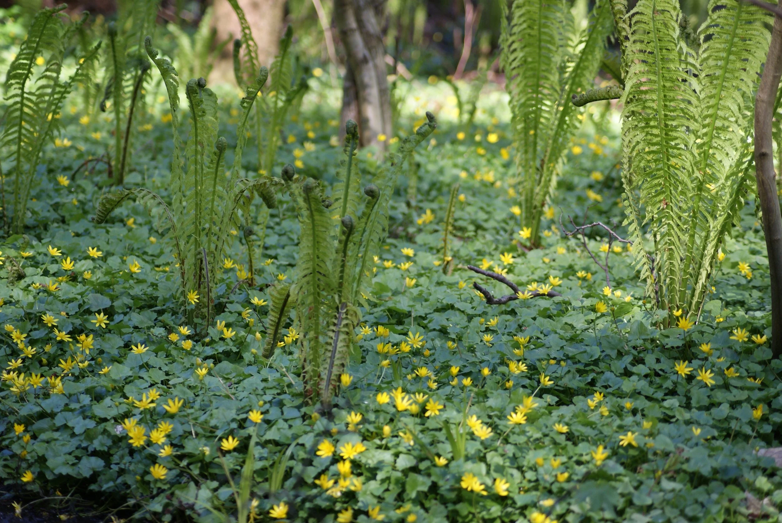 The lesser celandine, accompanied by new ferns <3