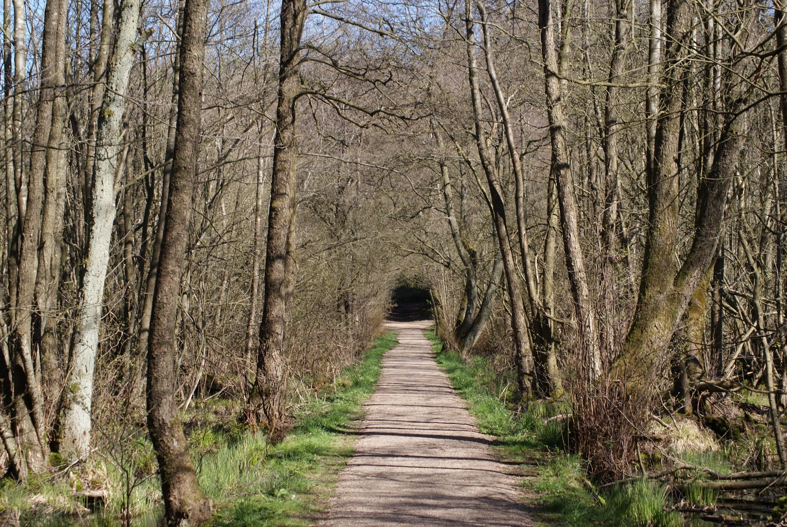 Kongevejen - King's Road - in the forest / marshland. So pretty and much much longer than this image gives it credit for.