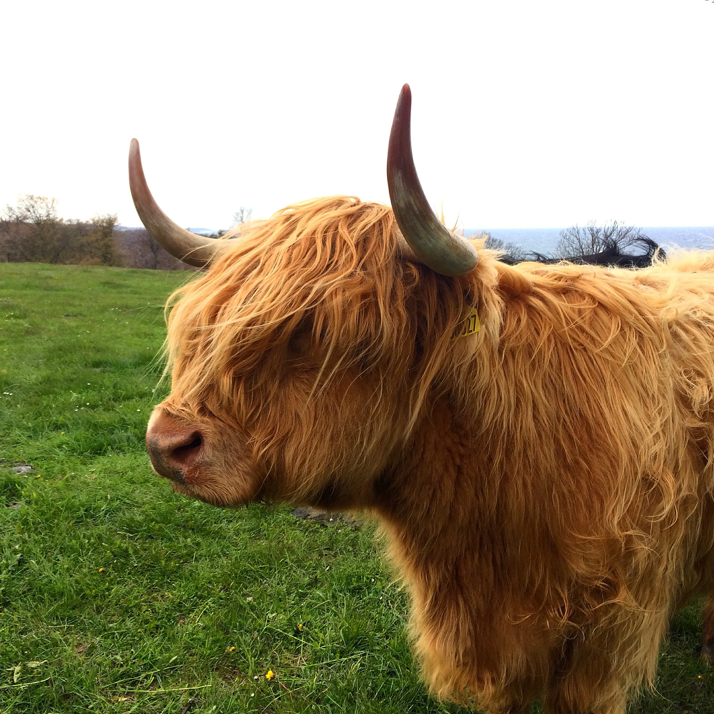 HIghland cattle grazing (and looking aloof) at the windswept fields neighbouring upon Bornholm's Art Museum and Helligdomsklipperne (best translated as The Sacred Rocks).