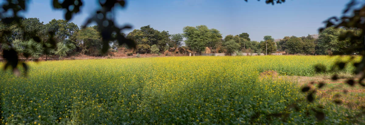 Sarson (mustard) field in Ranthambhore, November 2011