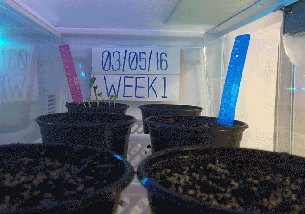 TIME-LAPSE GIF SHOWING GROWTH PHASES OF MICRO GREENS OVER 10-WEEK TEST PERIOD