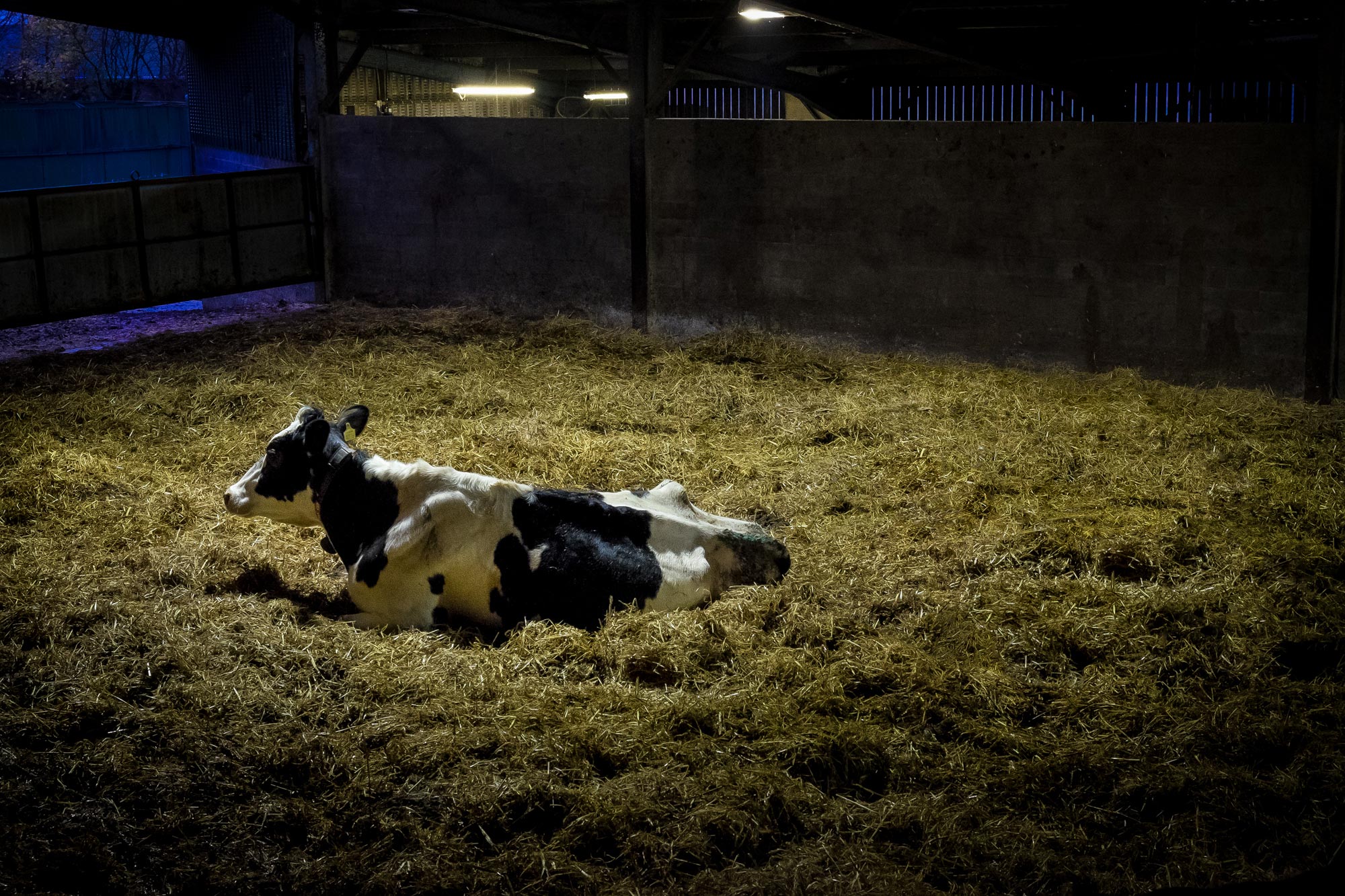 Mackies_pregnant_cow_copyright_broad_daylight.jpg