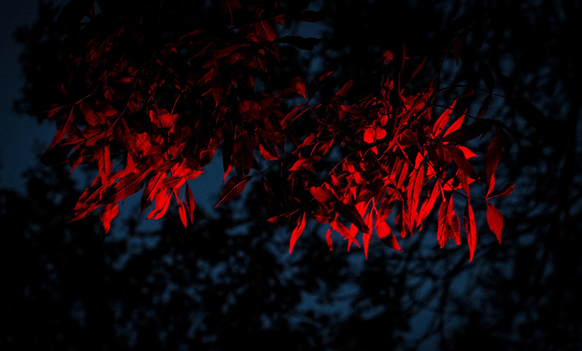 Plants in harbour light - Burnmouth