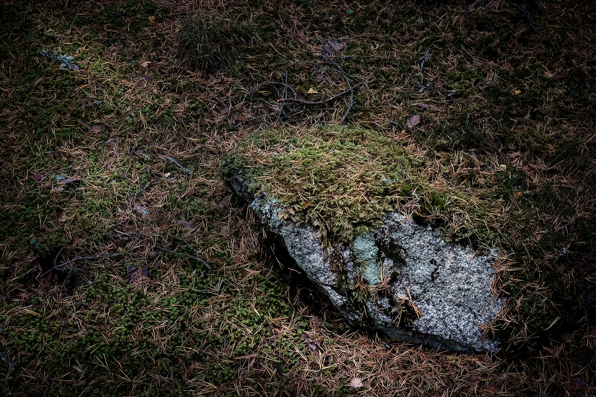 Rock with moss - Speyside