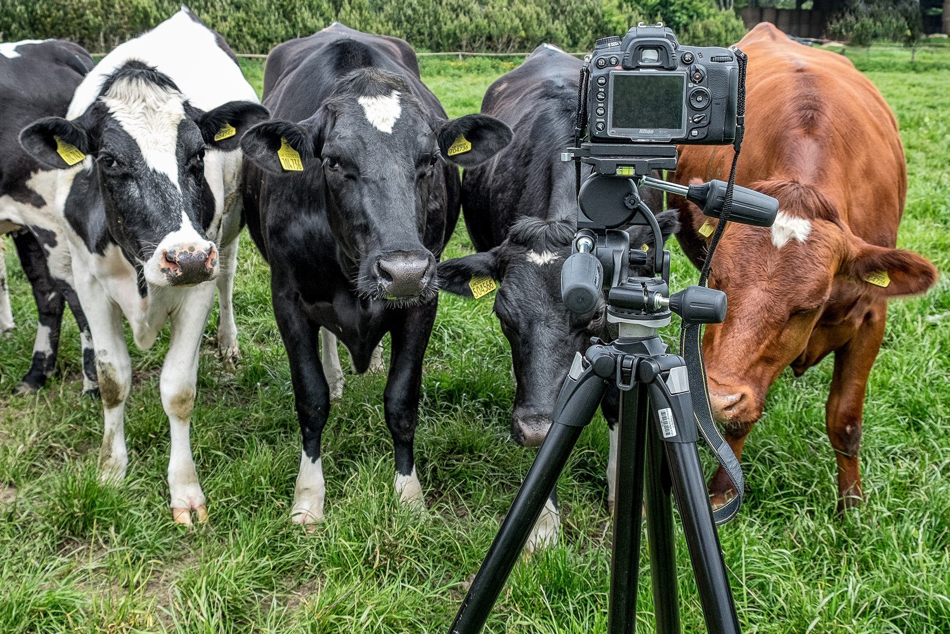 mackies-cows-with-camera-copyright-broad-daylight.jpg