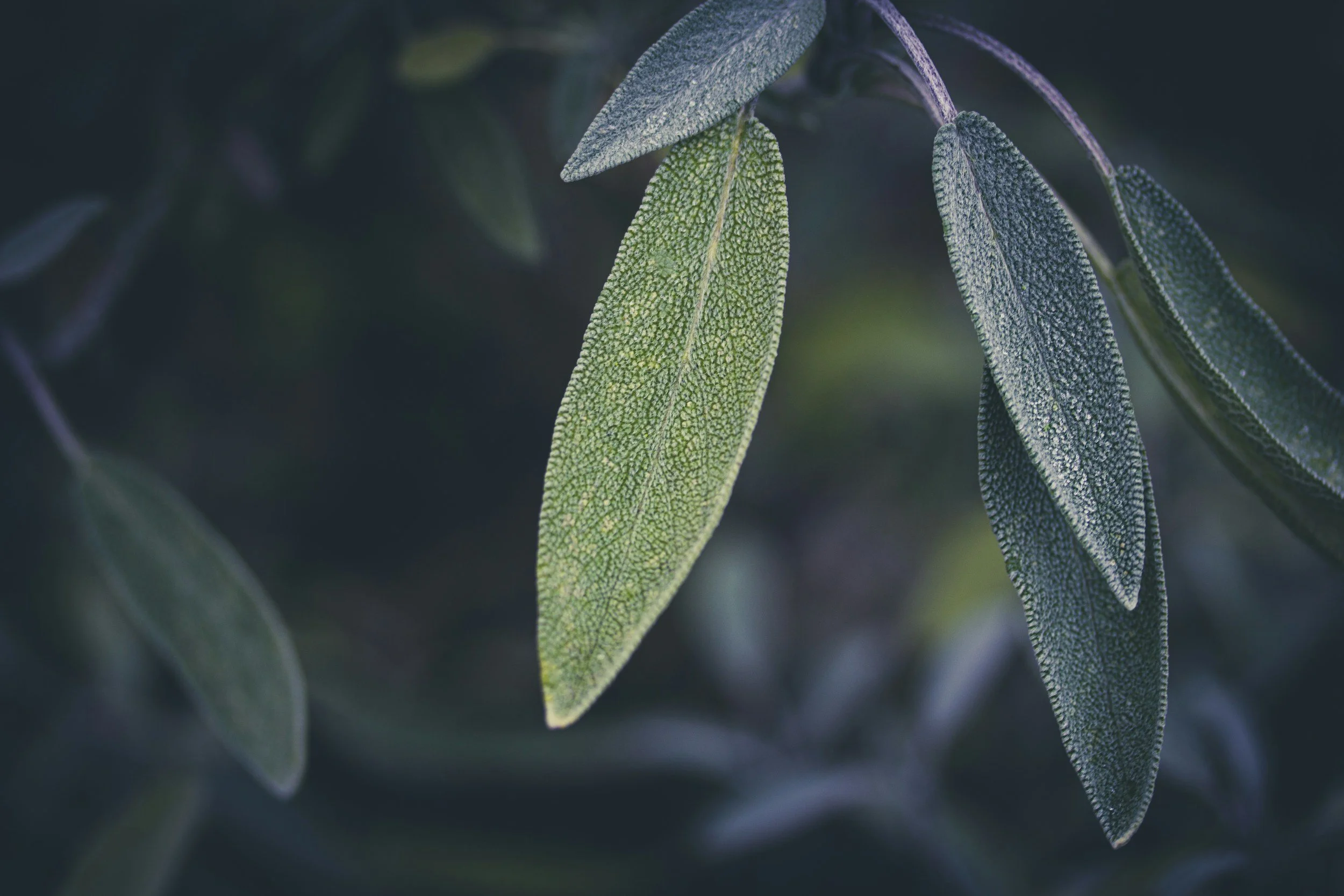 A closeup on green leaves with veins
