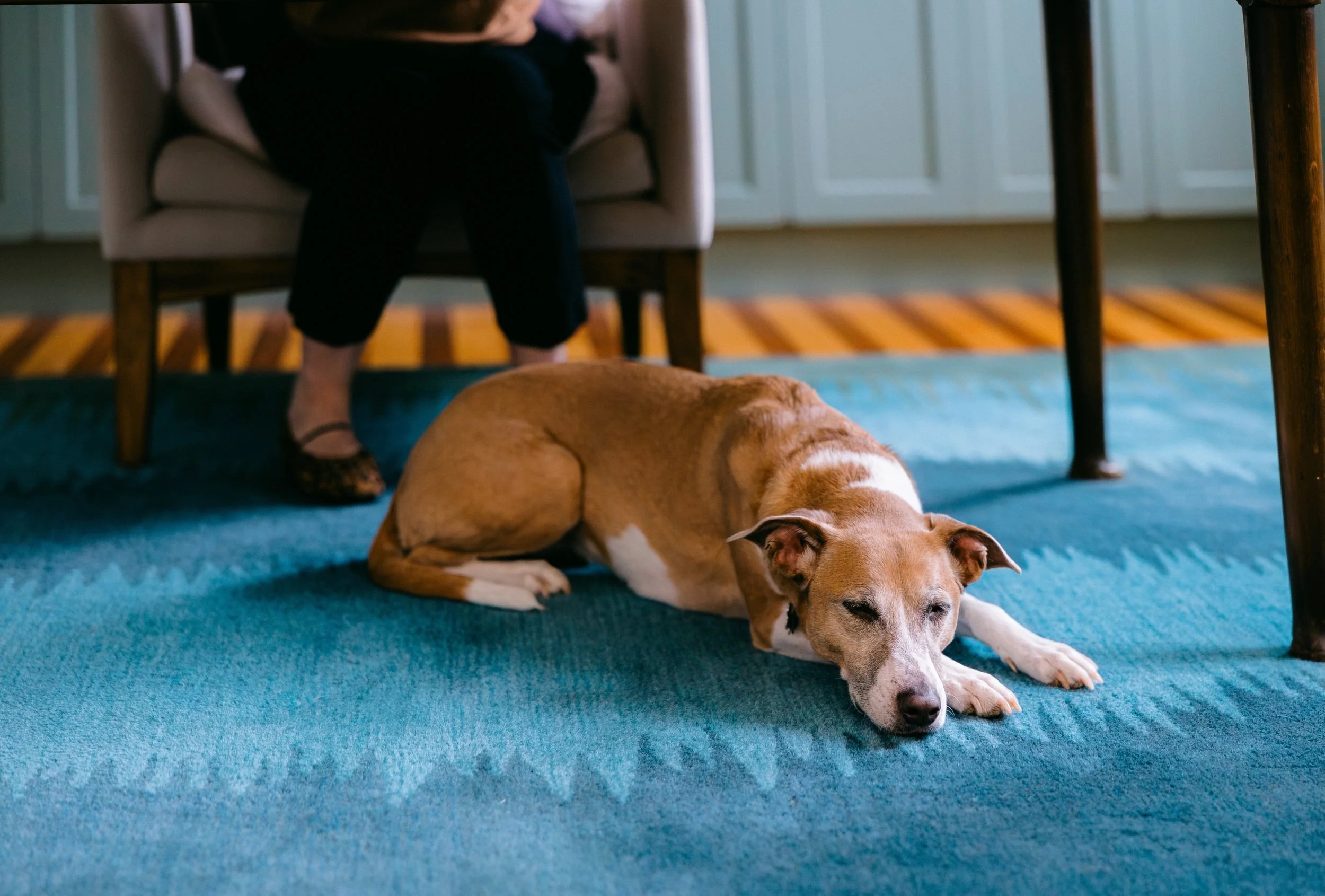 Catherine's dog laying on a blue carpet