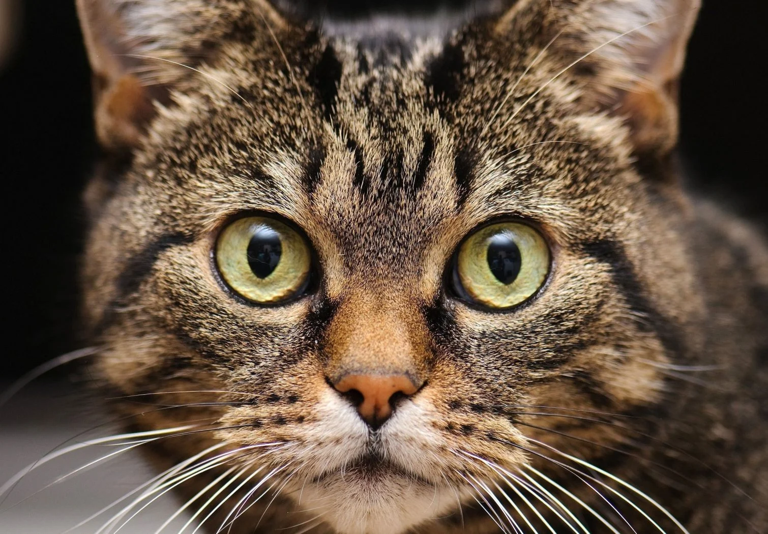 銃口、猫、ひげ、目-1680x1050.jpg