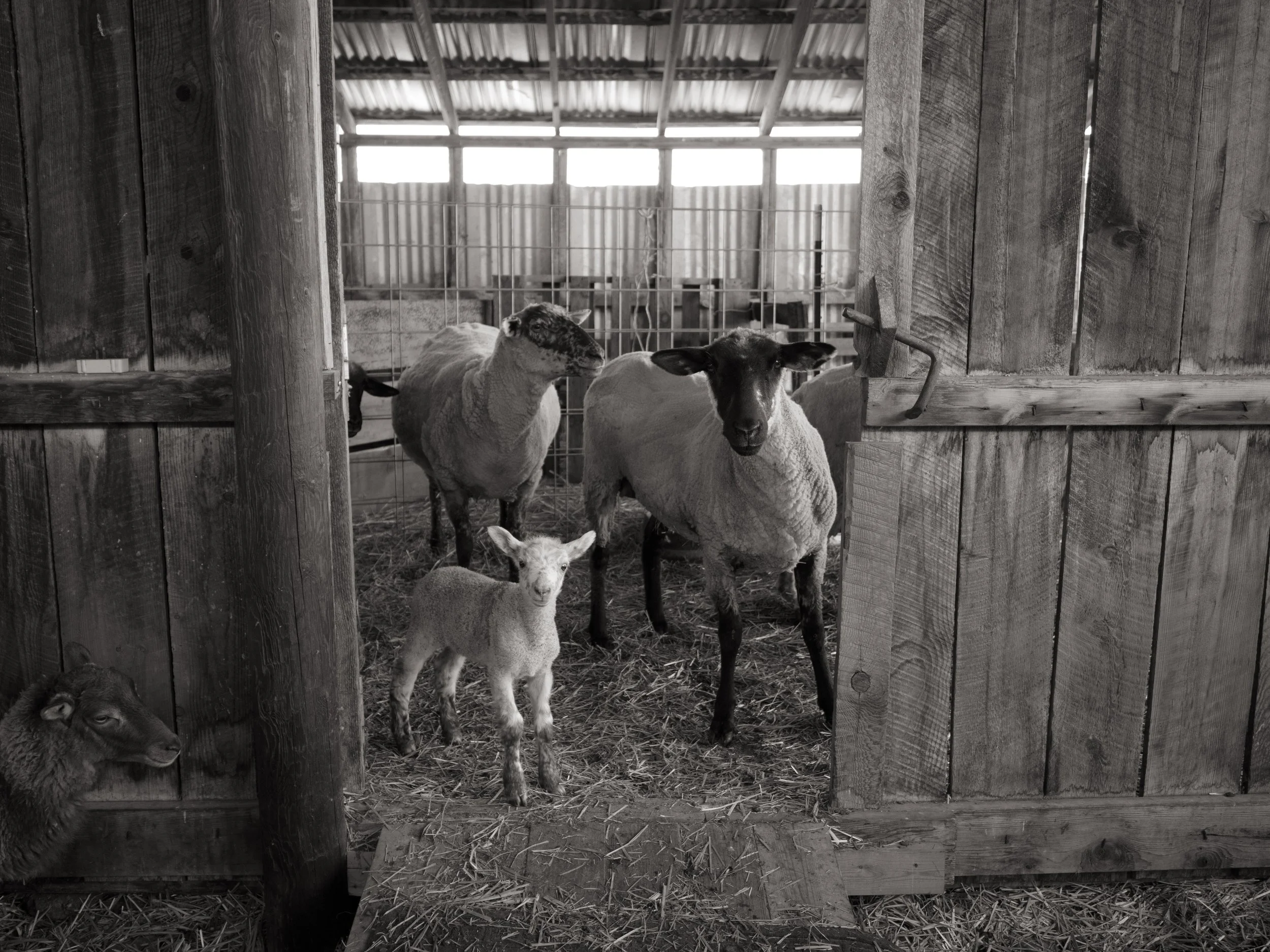scarfone-sheep-doorway.jpg