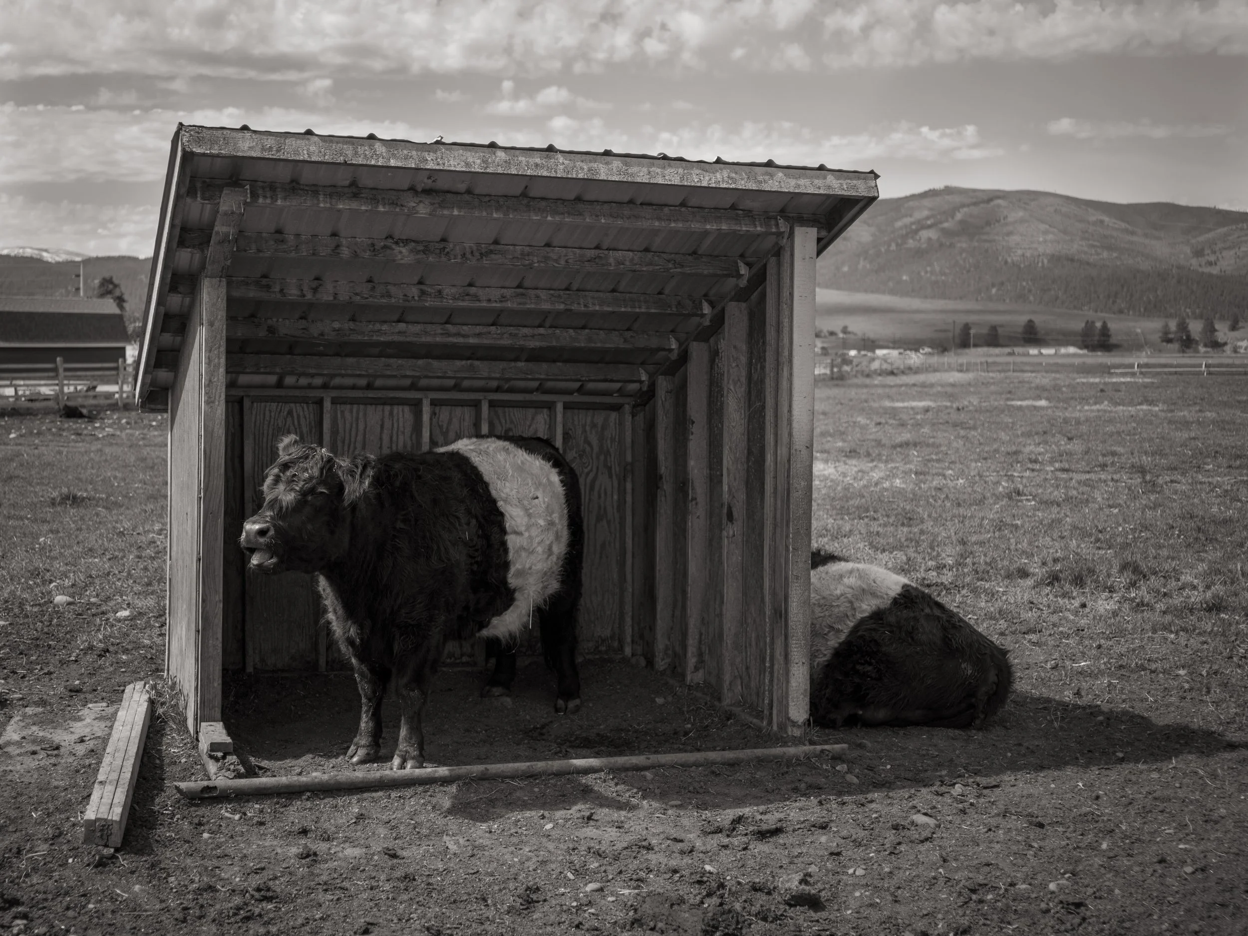 scarfone-chatty-cow.jpg