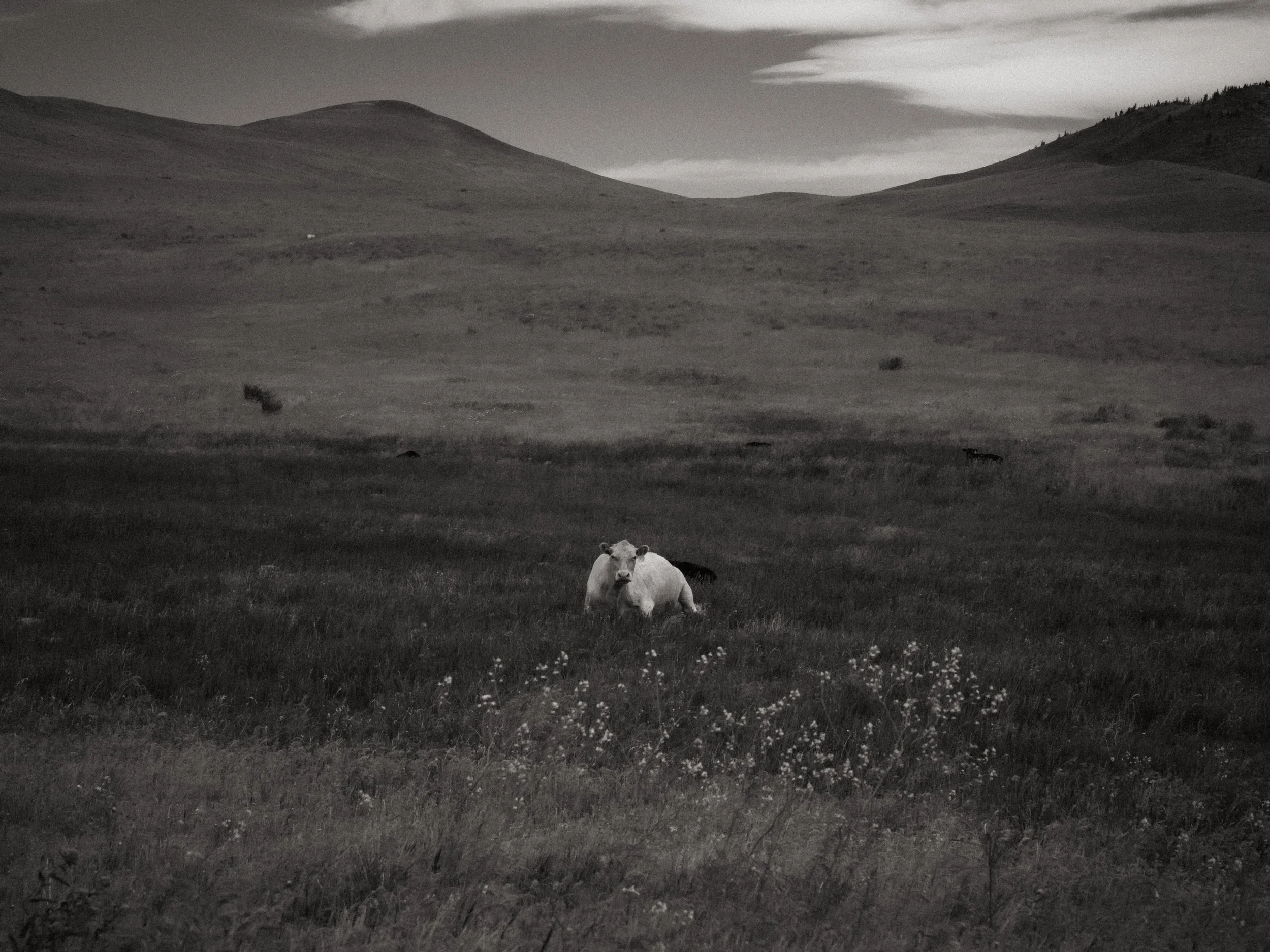 scarfone-roadside-white-cow.jpg